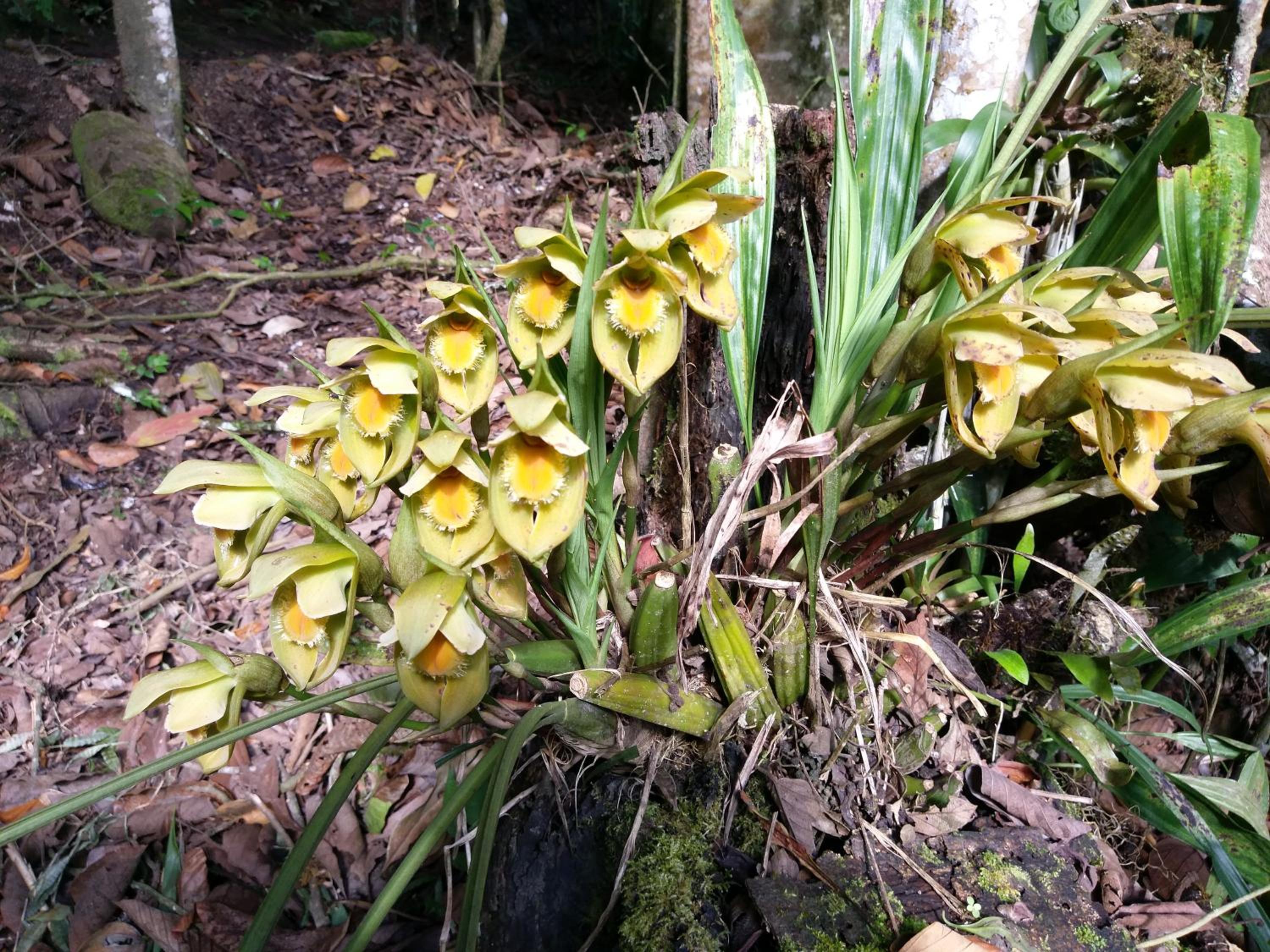 Refugio de Orquídeas