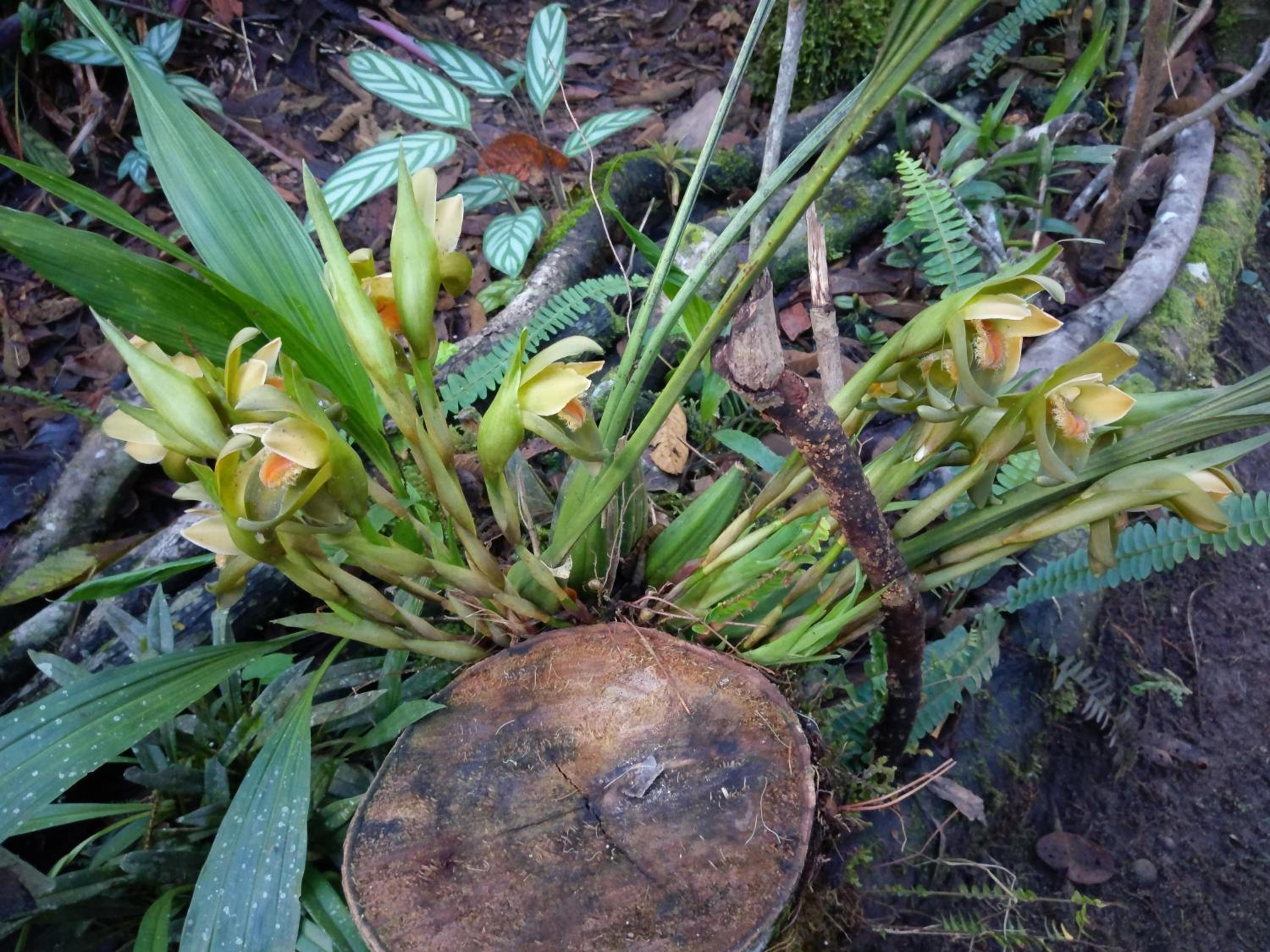 Refugio de Orquídeas