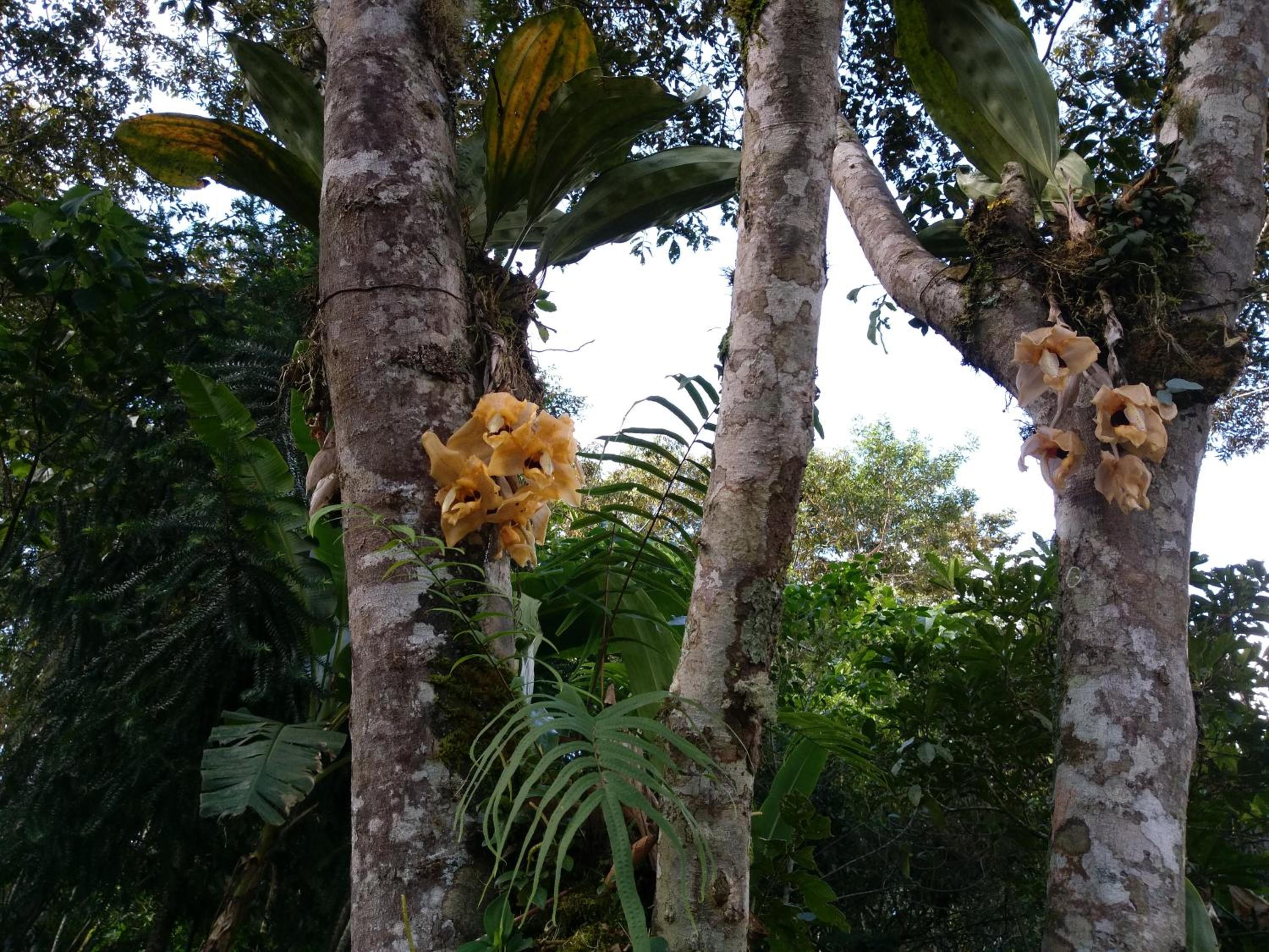 Refugio de Orquídeas