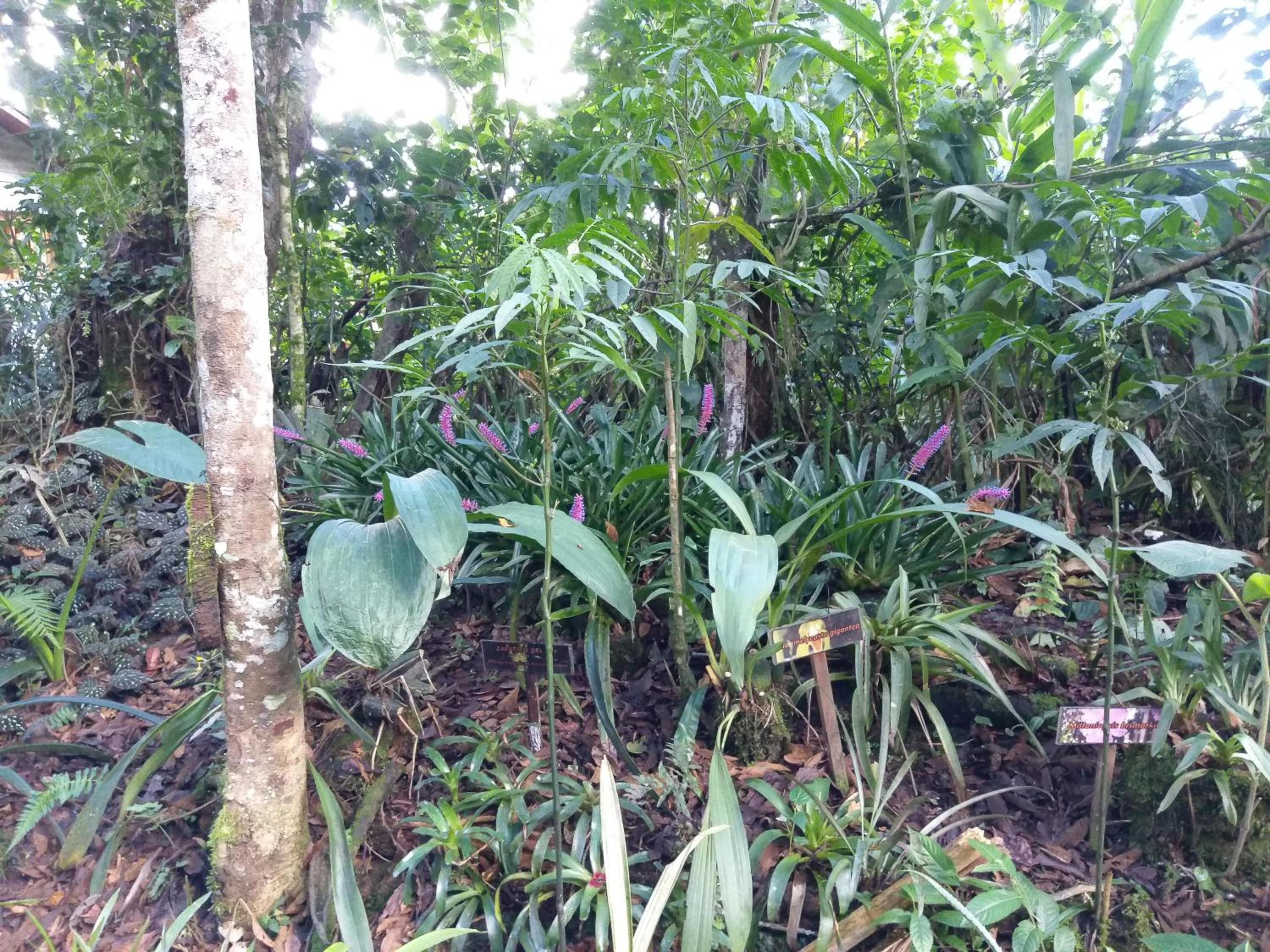 Refugio de Orquídeas