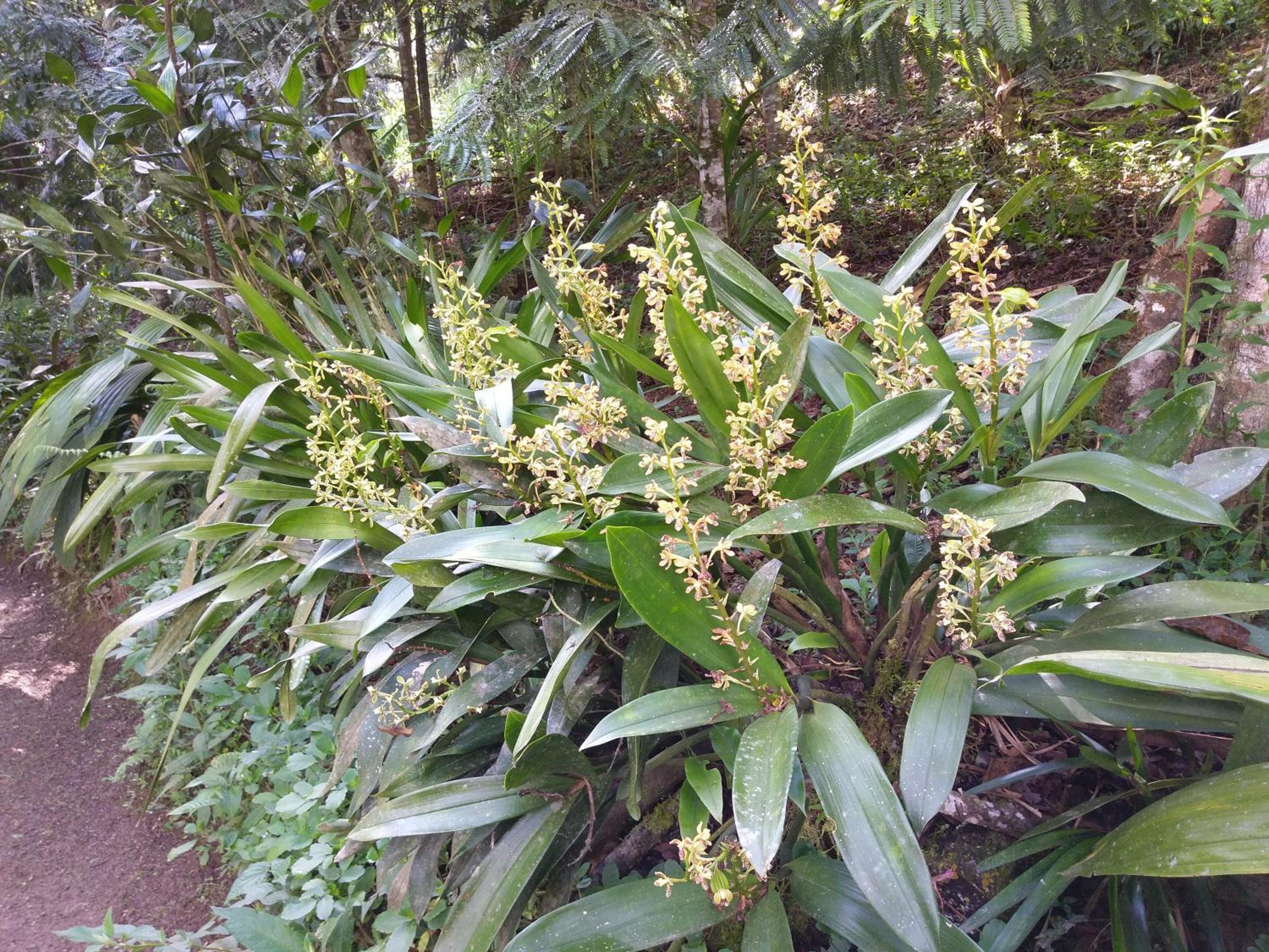 Refugio de Orquídeas