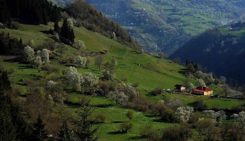 Süllü Dağ Evi