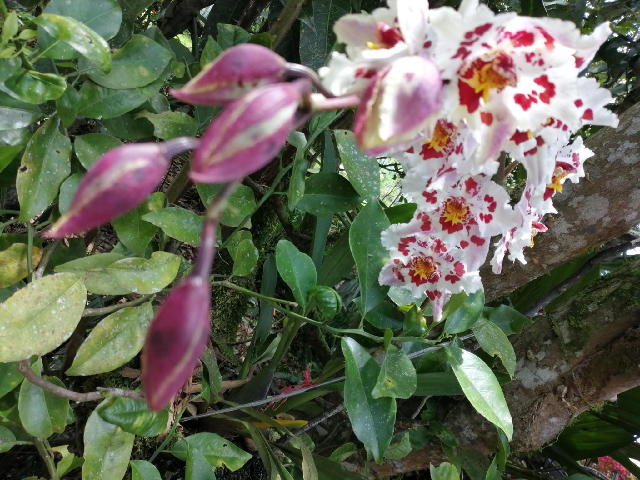 Refugio de Orquídeas