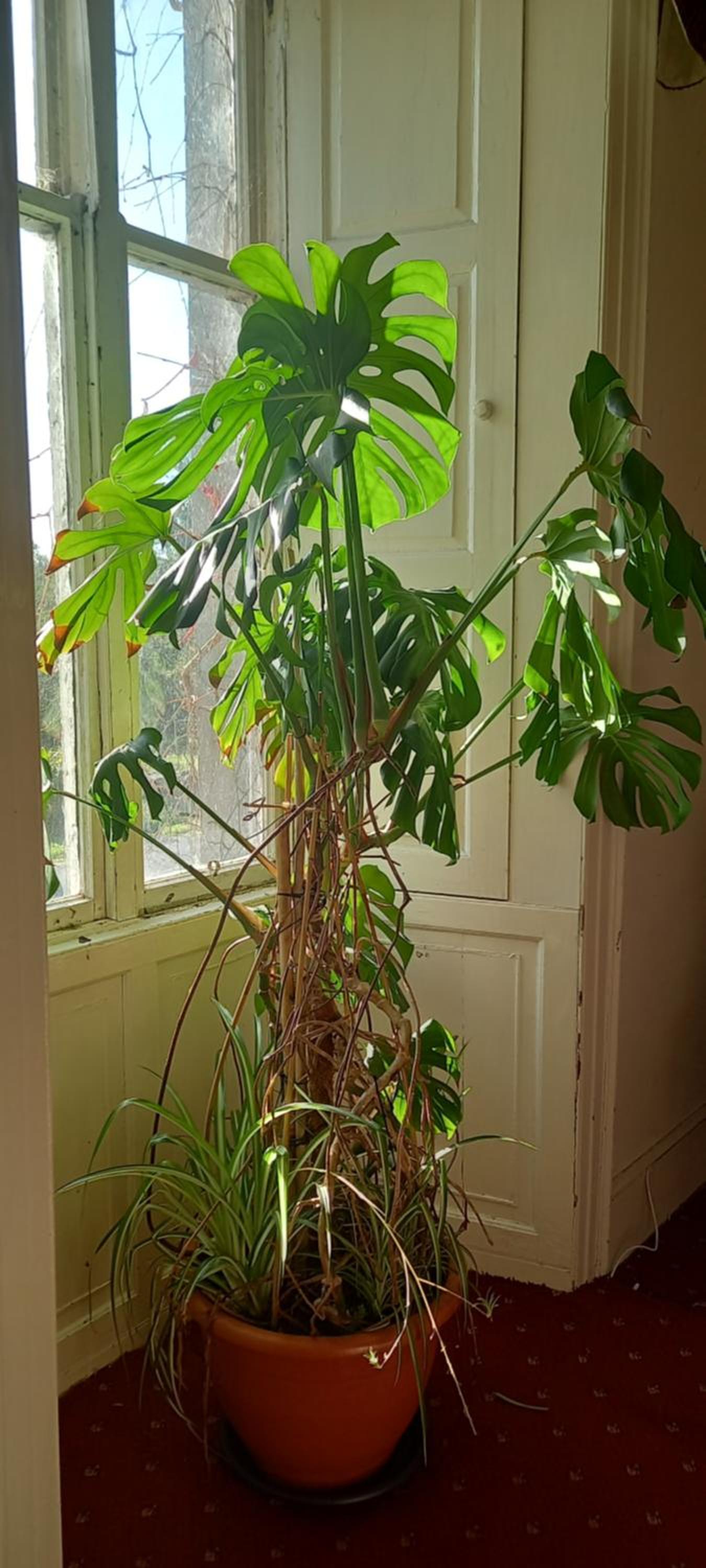 Galway Vacations - Cregg Castle - Property Image 21