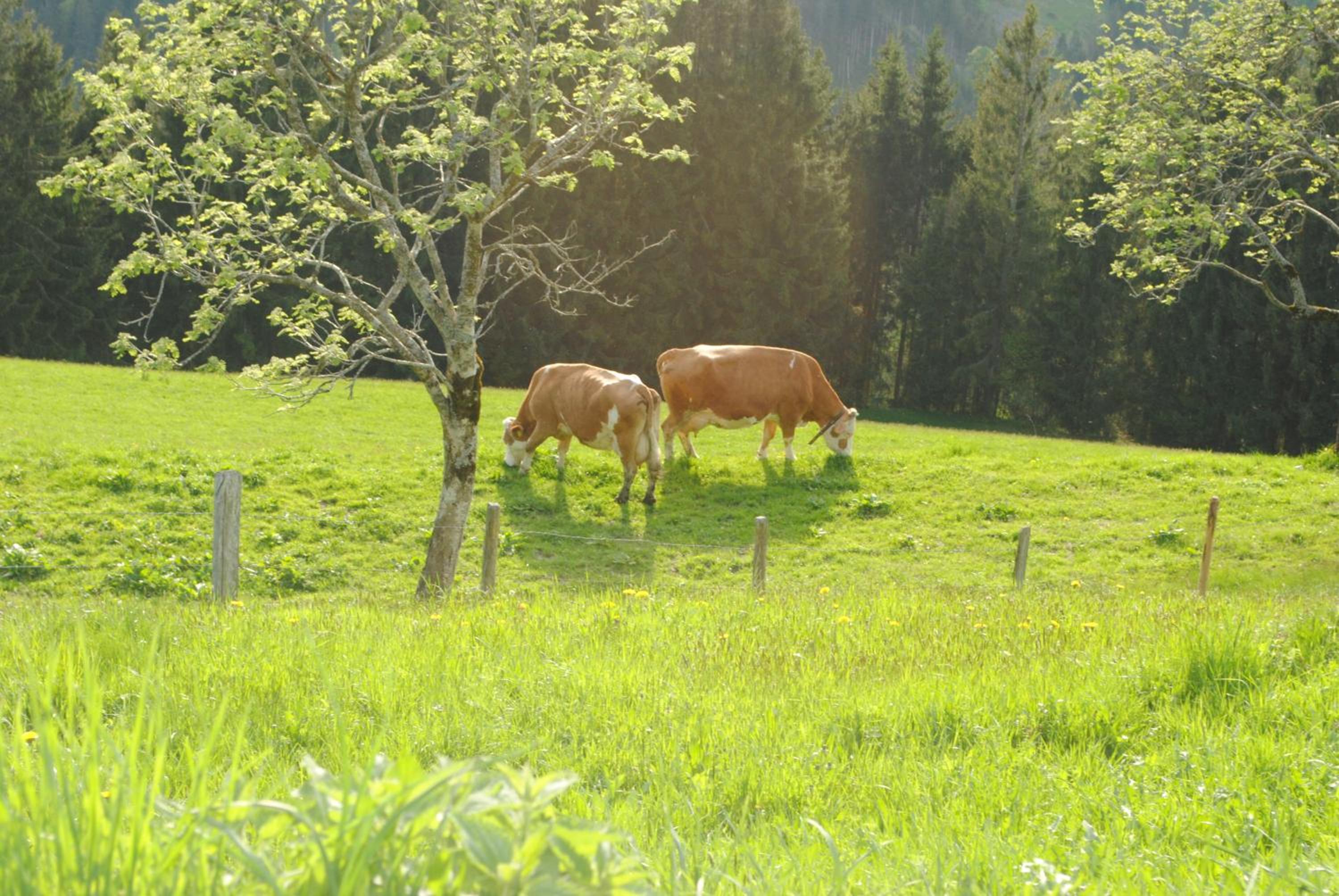 Siedlerhof
