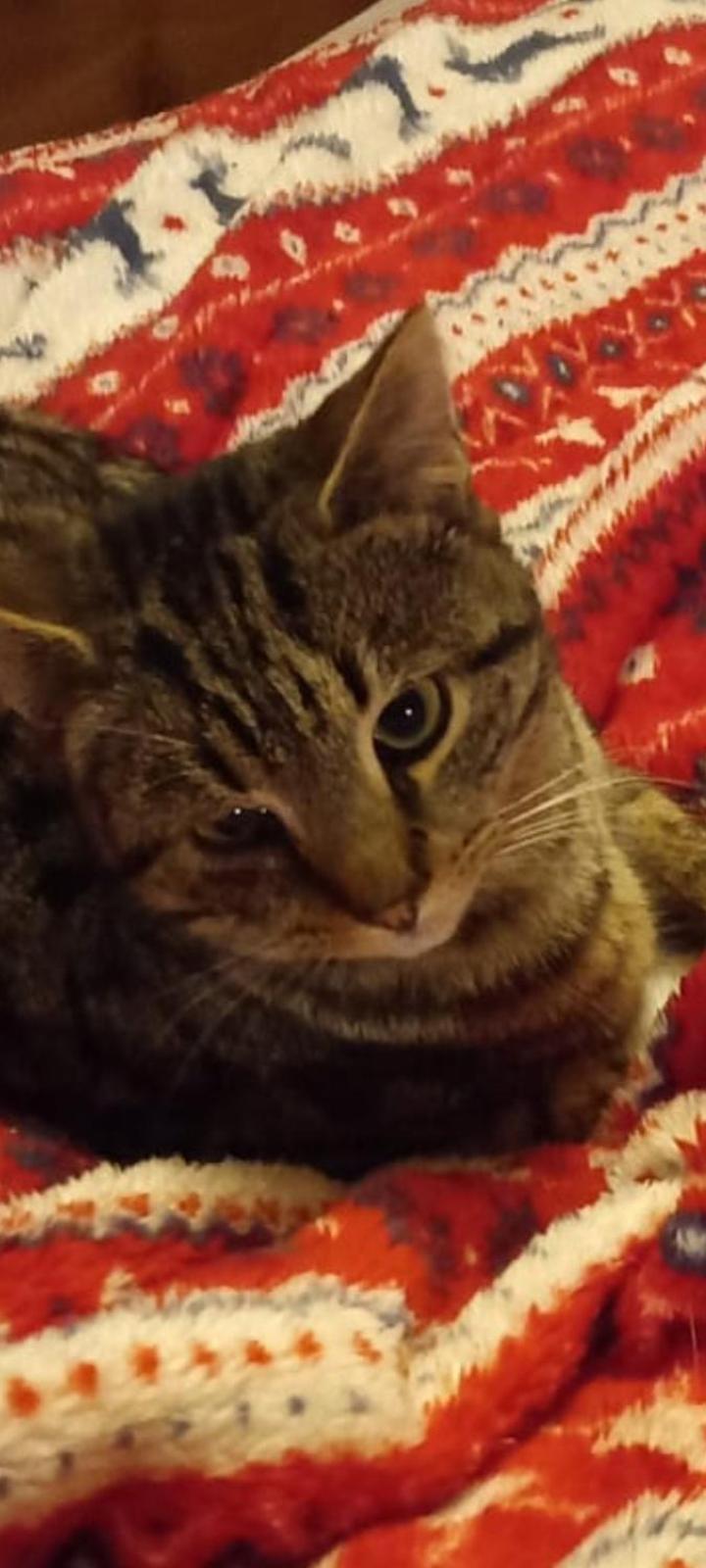 Galway Vacations - Cregg Castle - Property Image 25