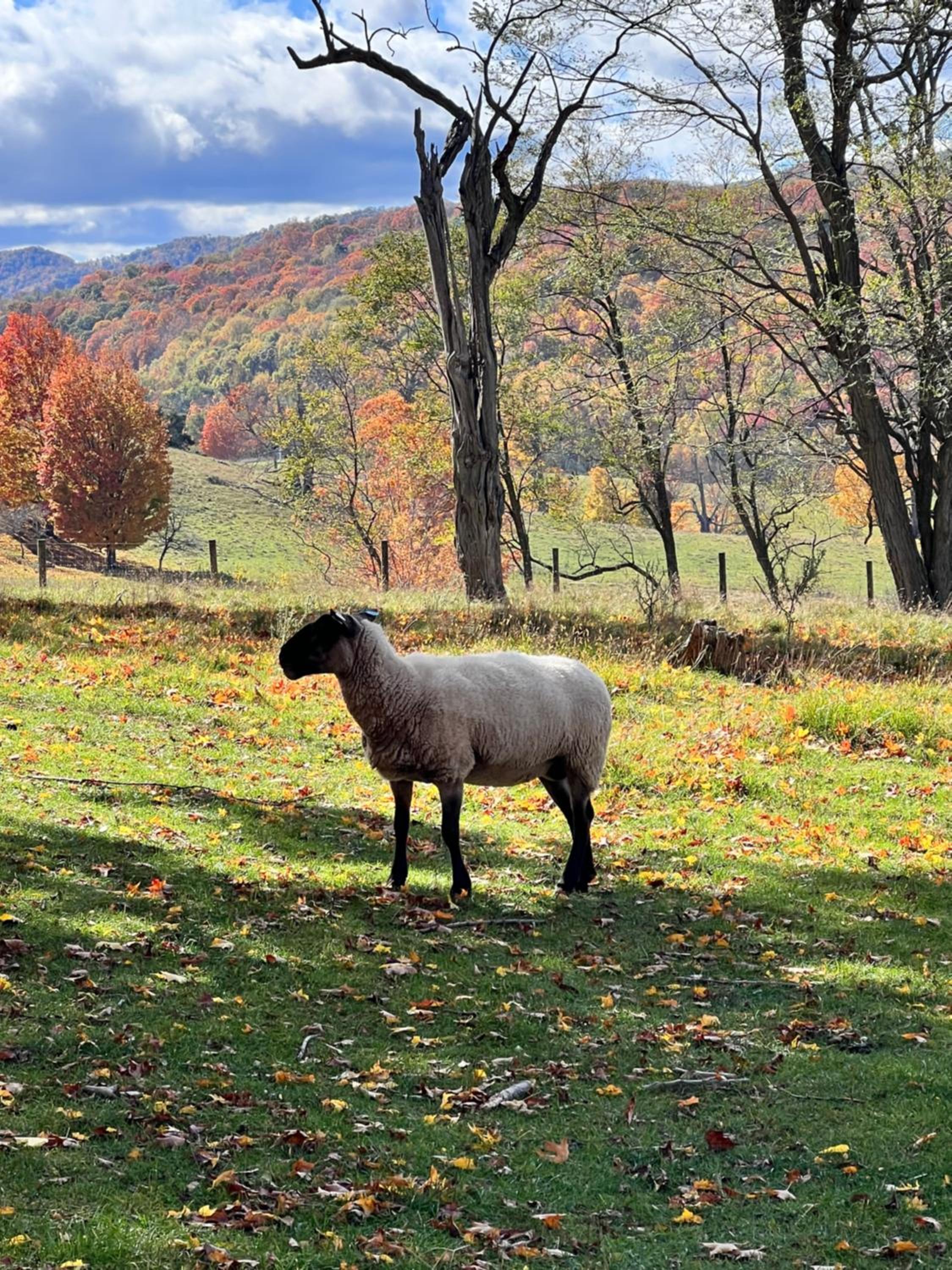 Photo 58