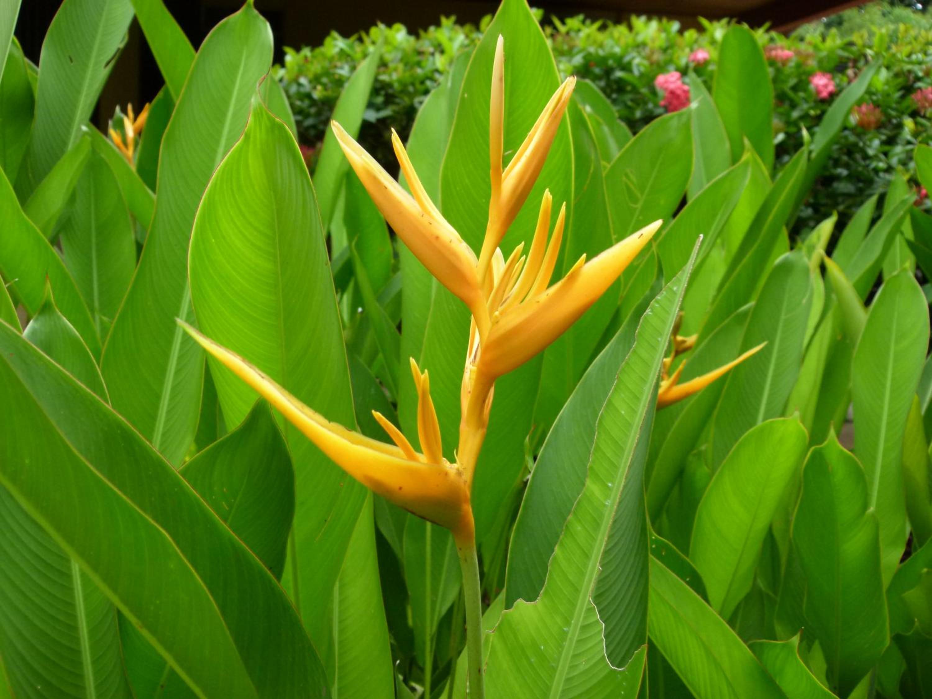 Jardines del Golfo