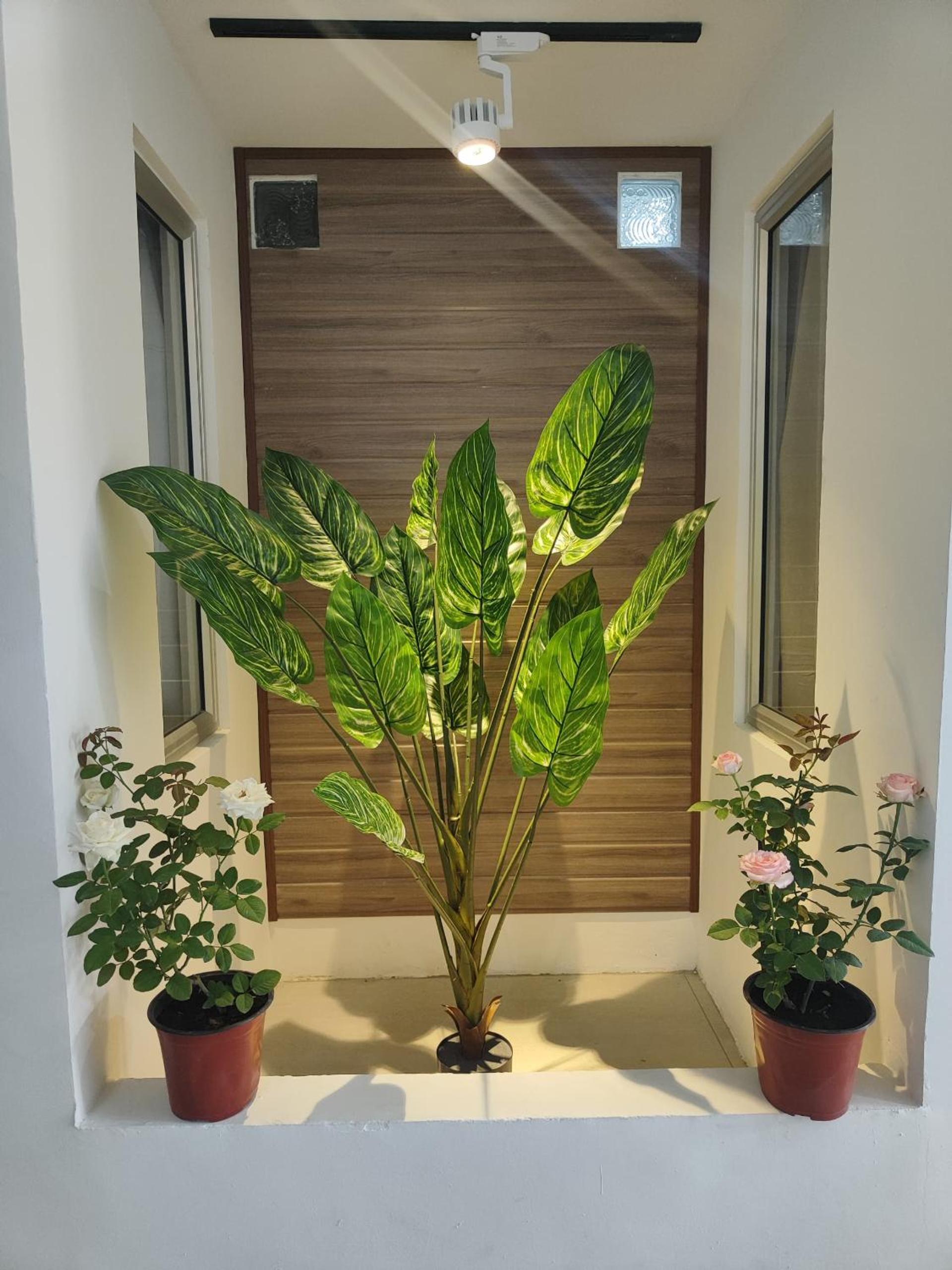 Greenery Studio, Kubot a Sentral