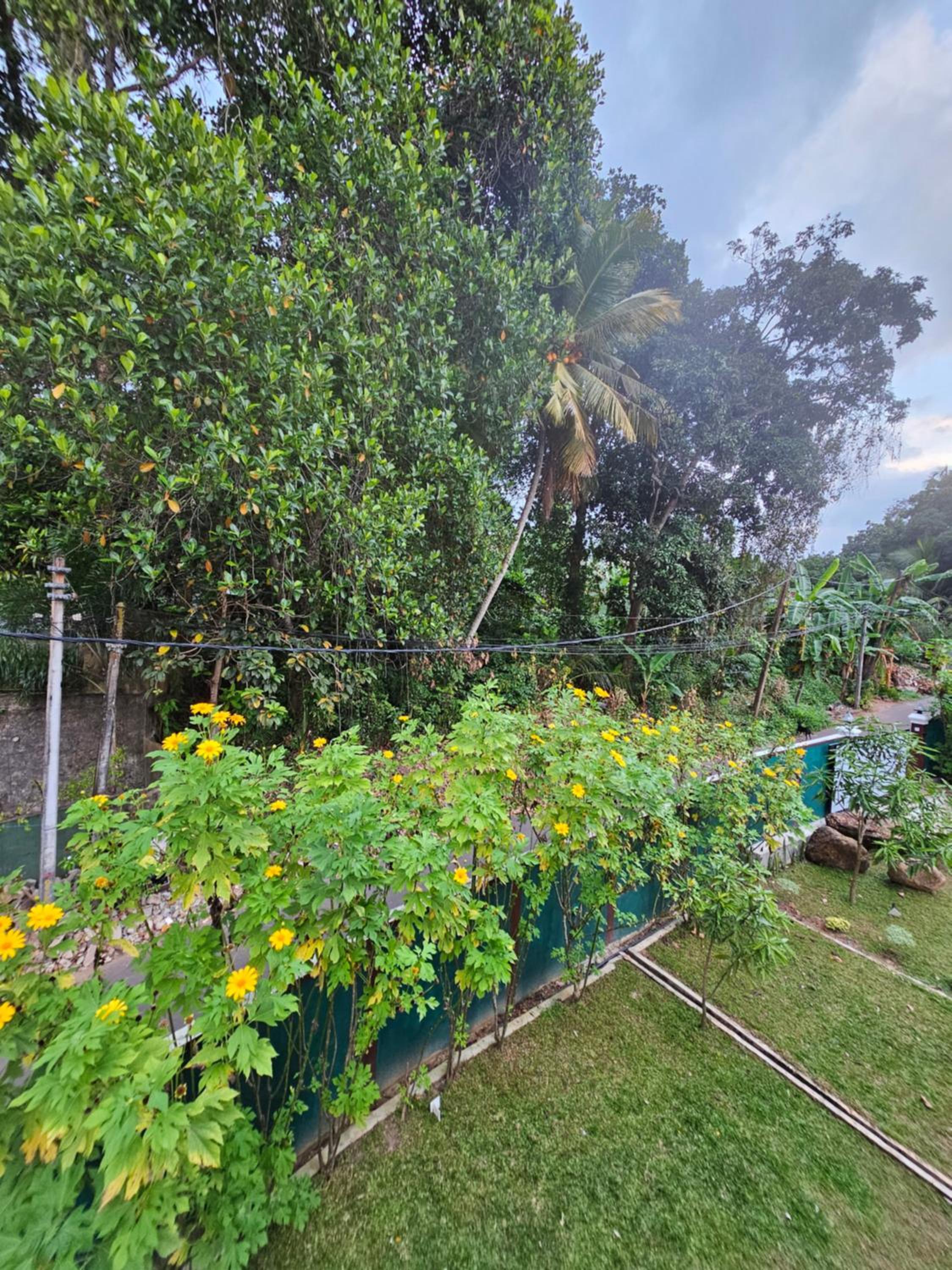 Syndeo Garden