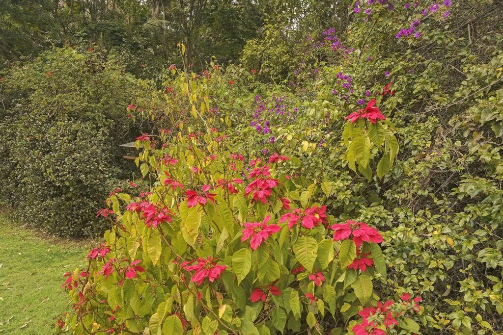The Azalea - Tamborine Mountain