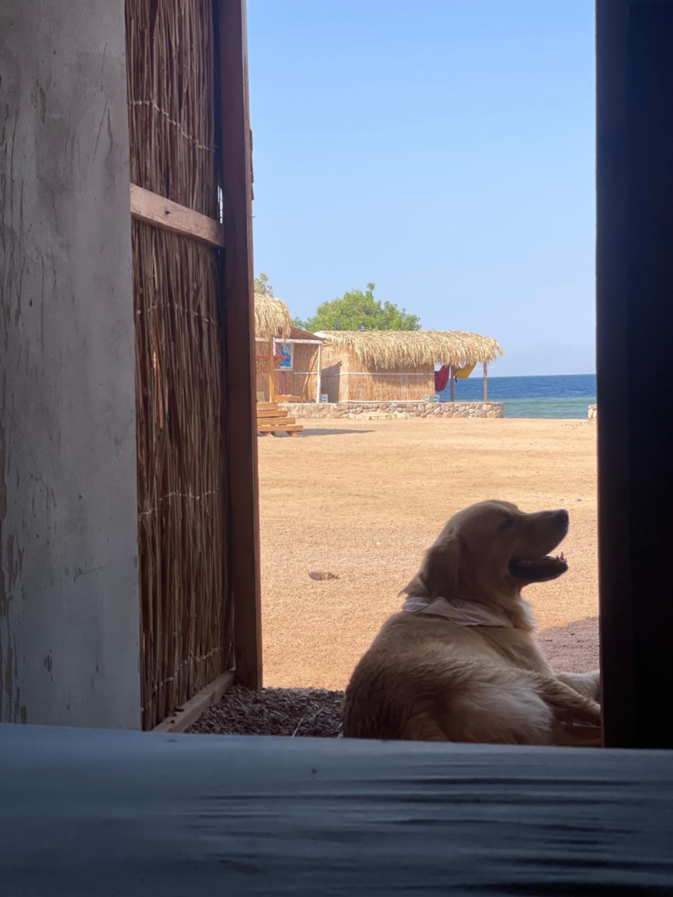 Alwaha Camp
