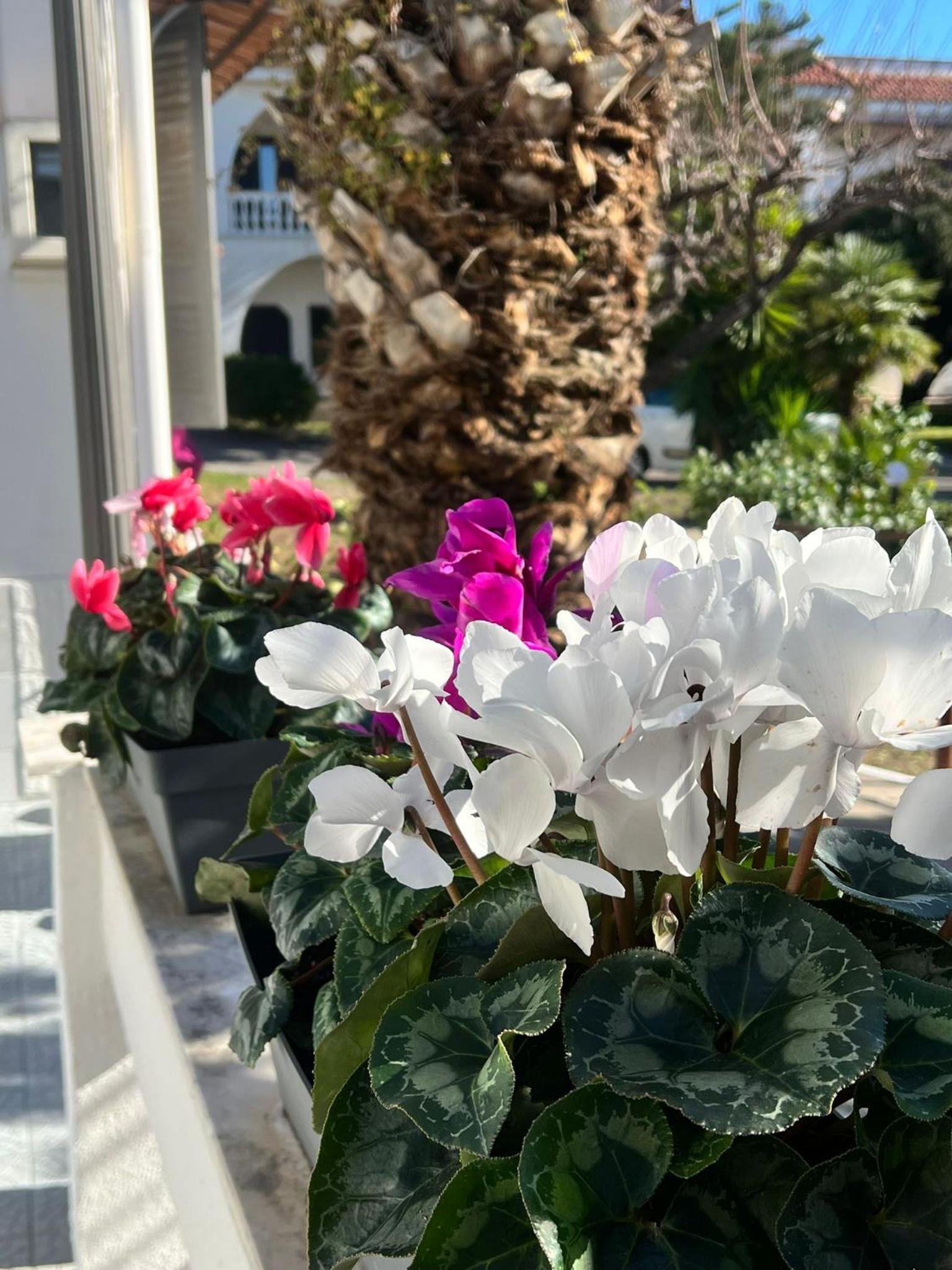 VesuvioSerenityRoom photo 2