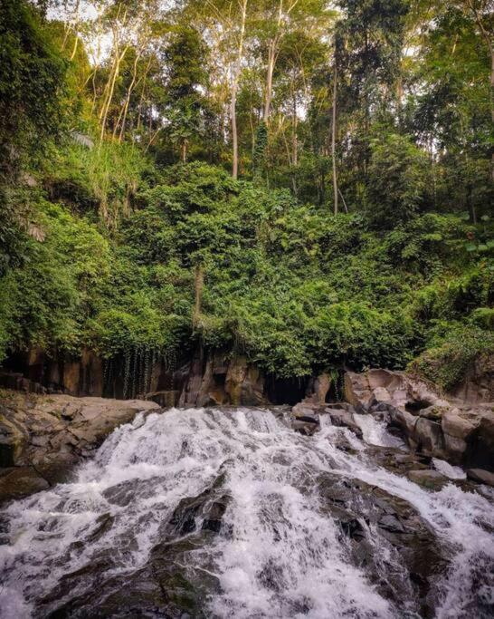 Jungle House Estate