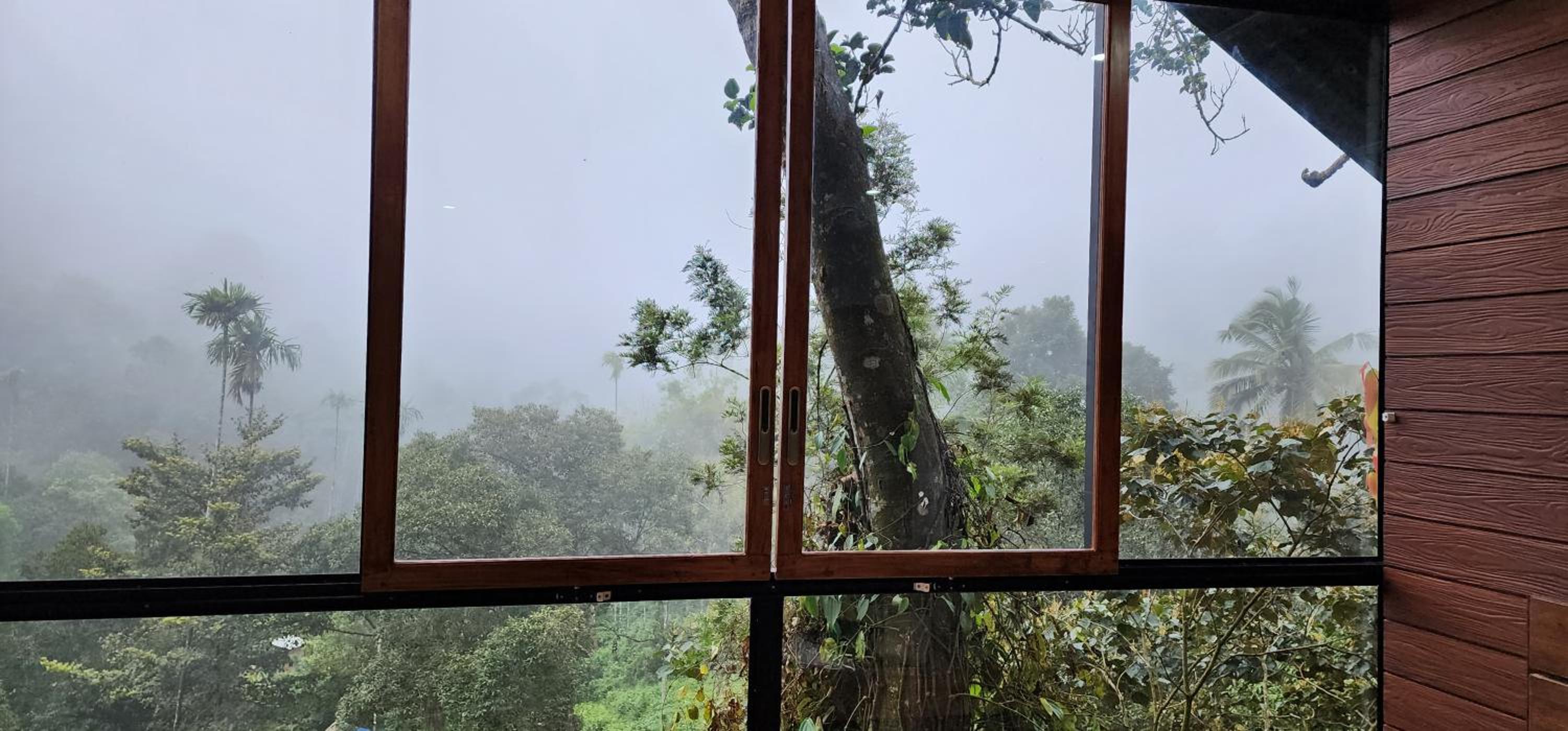 TREE6 WAYANAD