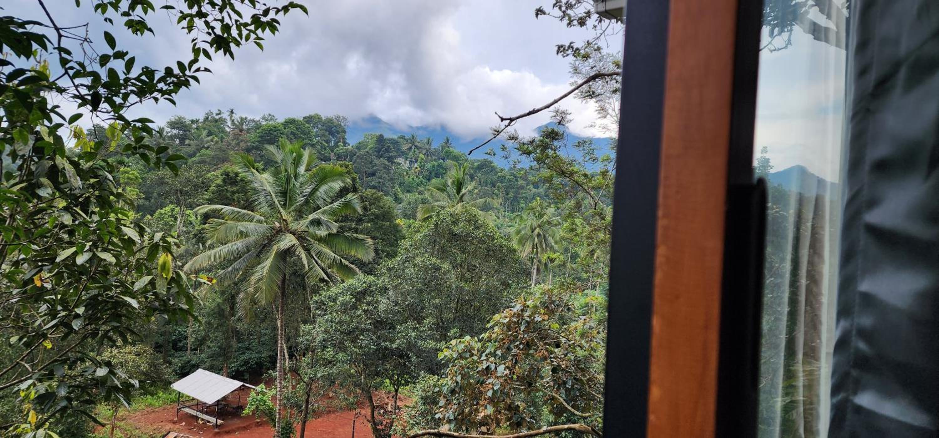 TREE6 WAYANAD