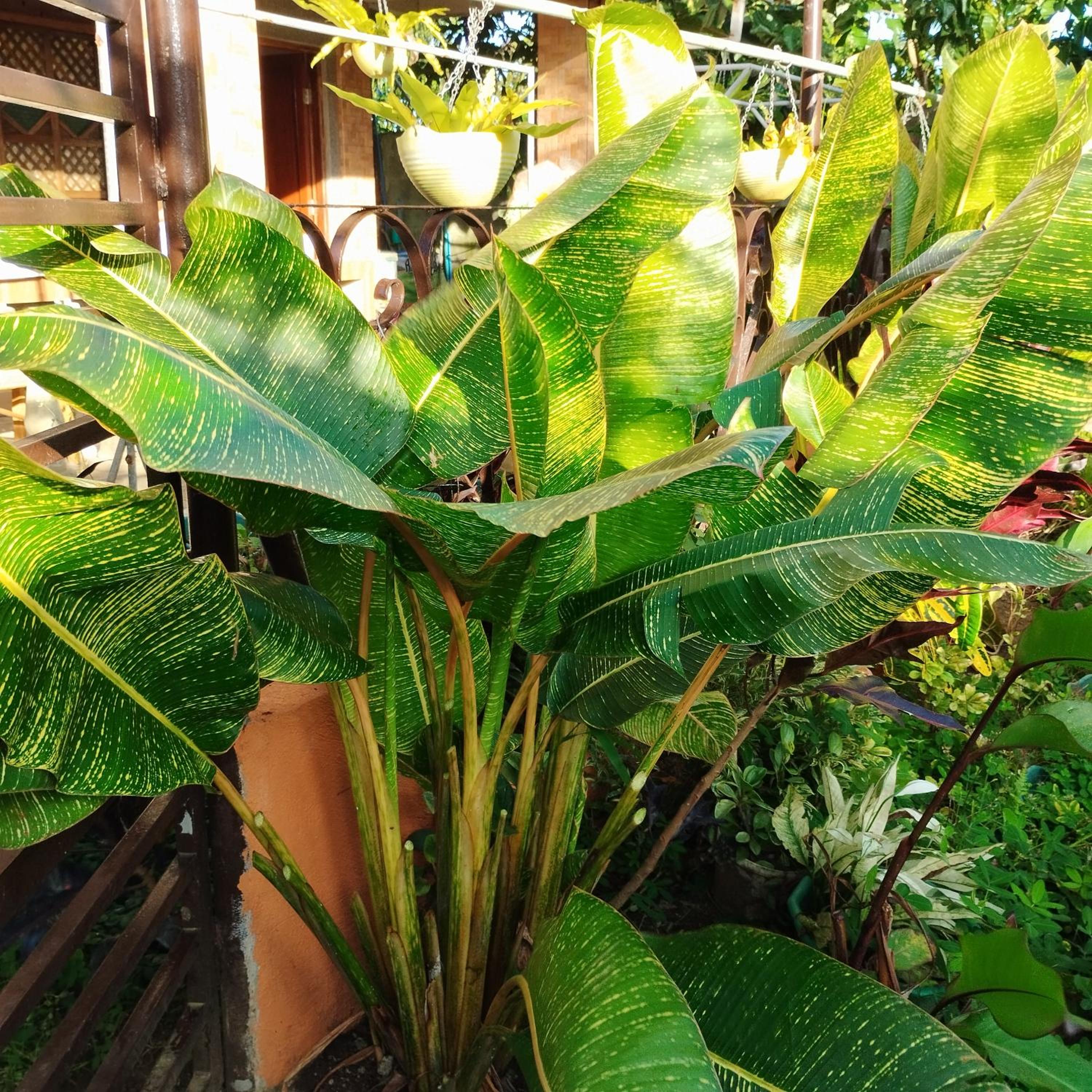 Garden Villa view 5