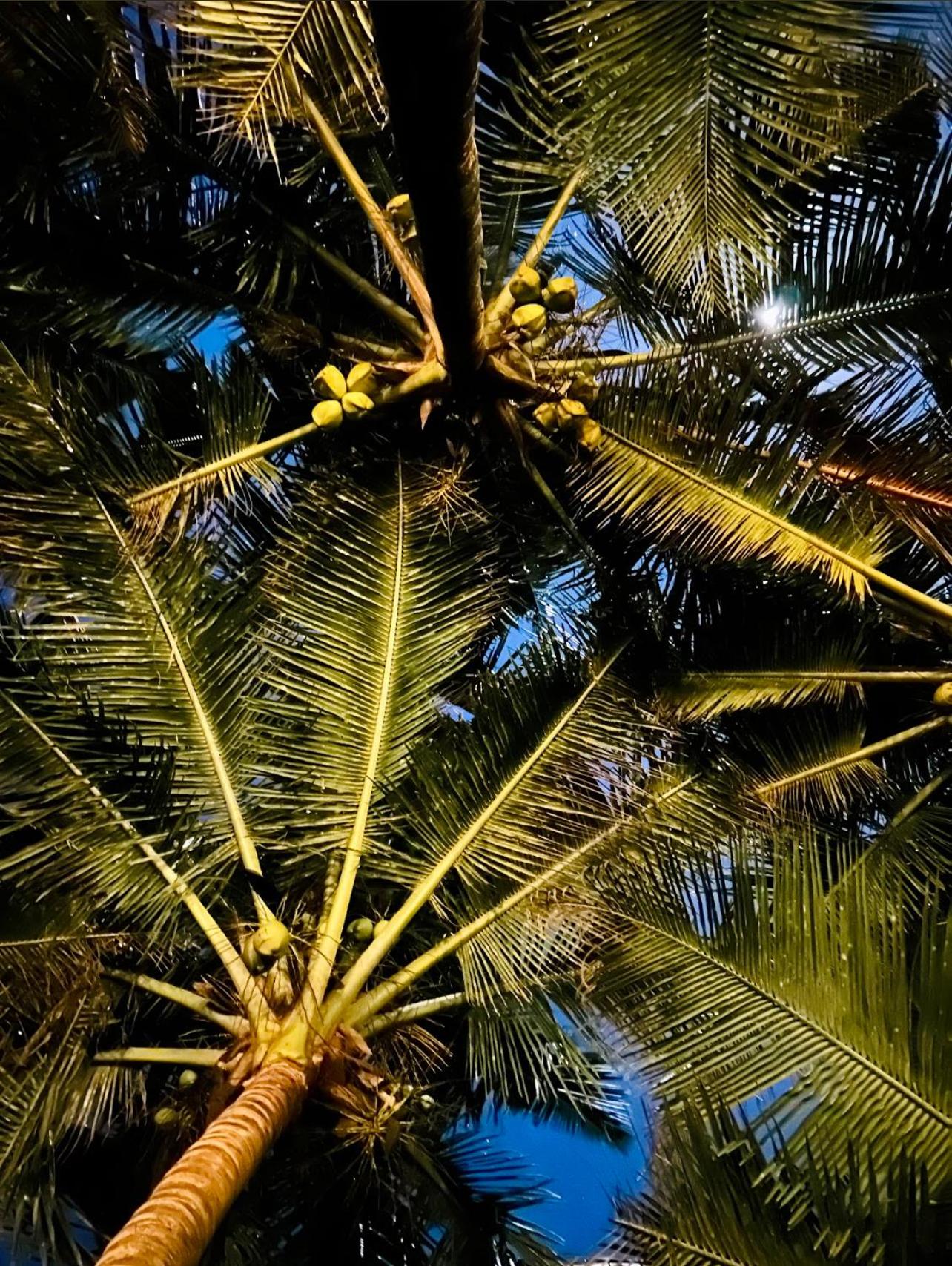Perfect view mirissa