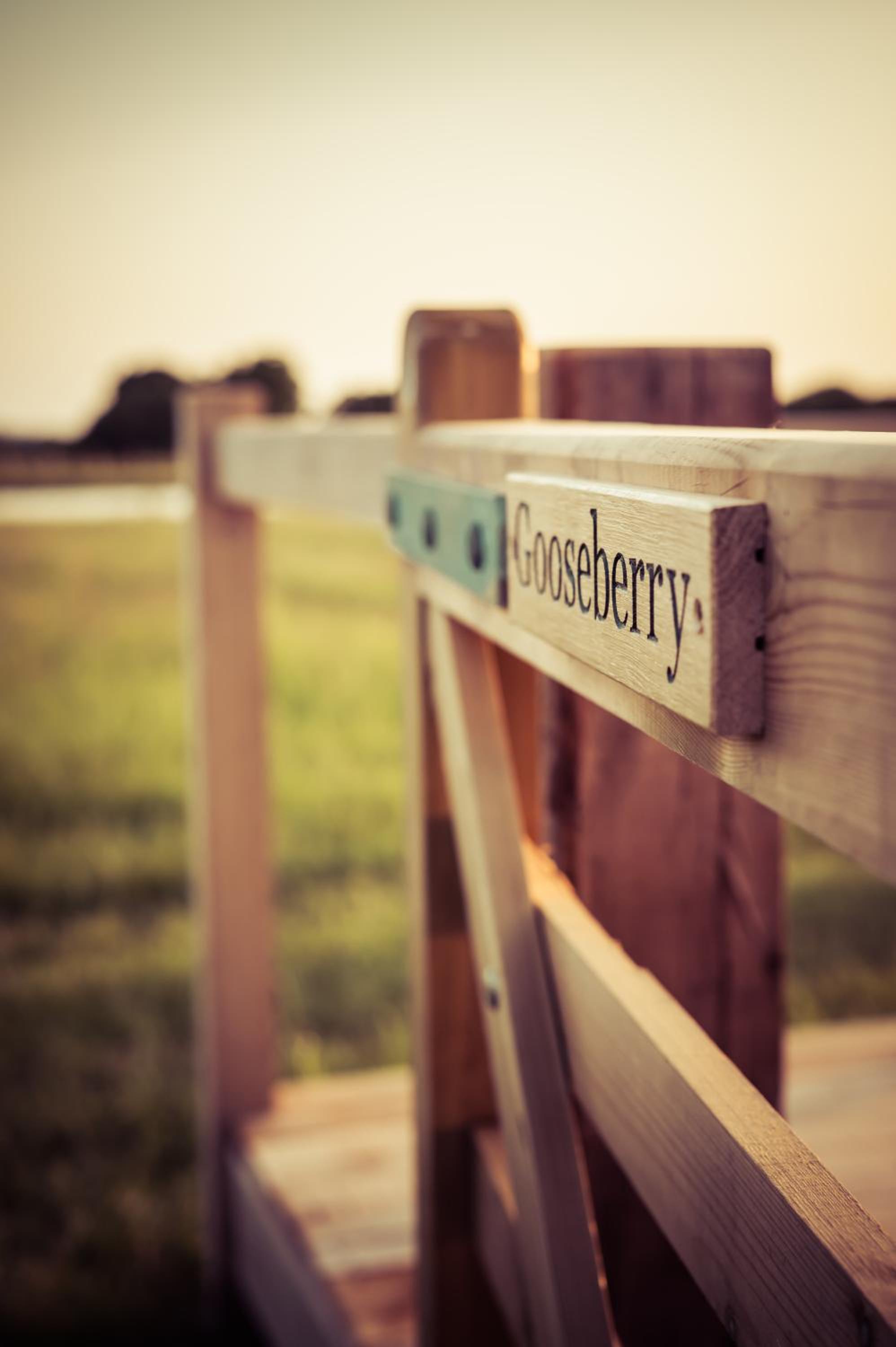 Gooseberry Shepherds Hut