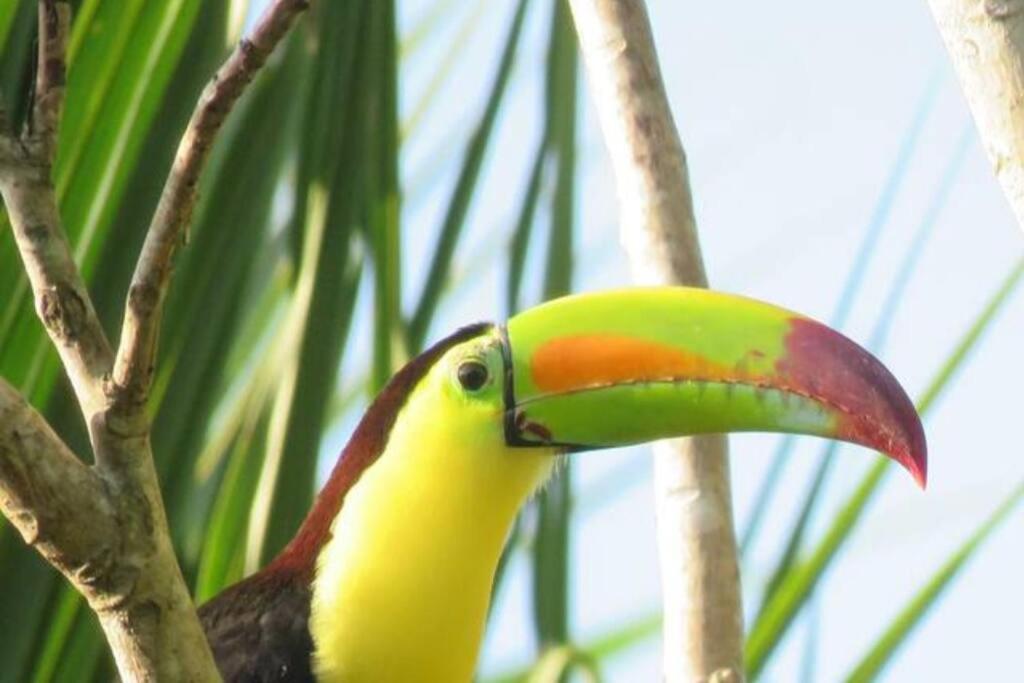 Centro Ecoturístico Kíichpam Káax - Cabañas en la Selva Maya view 3