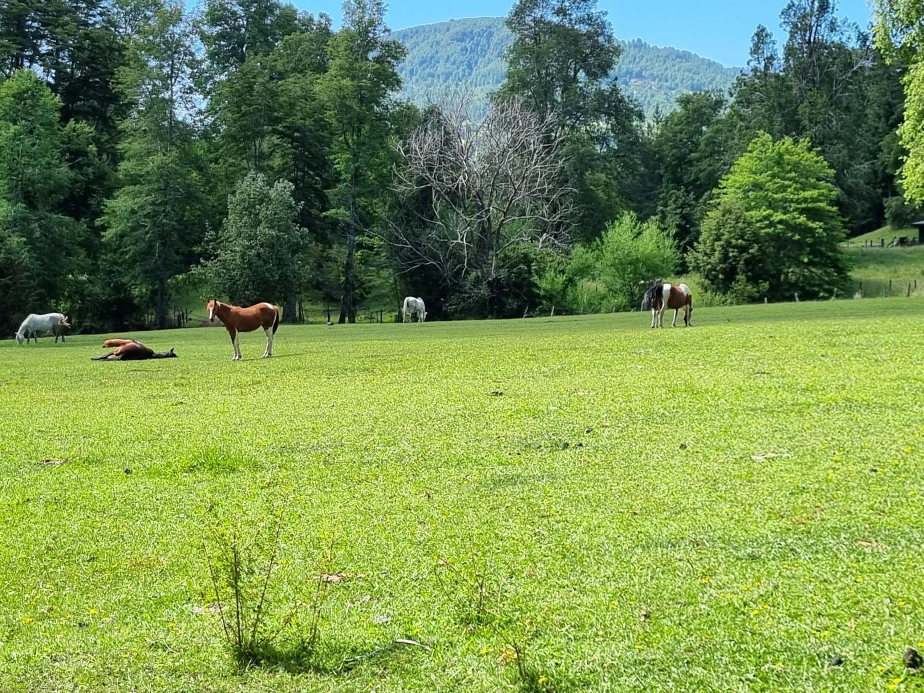 Cumbres de Huife Lodge