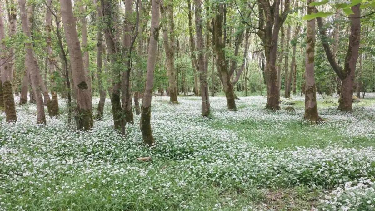 Galway Vacations - Cregg Castle - Property Image 2