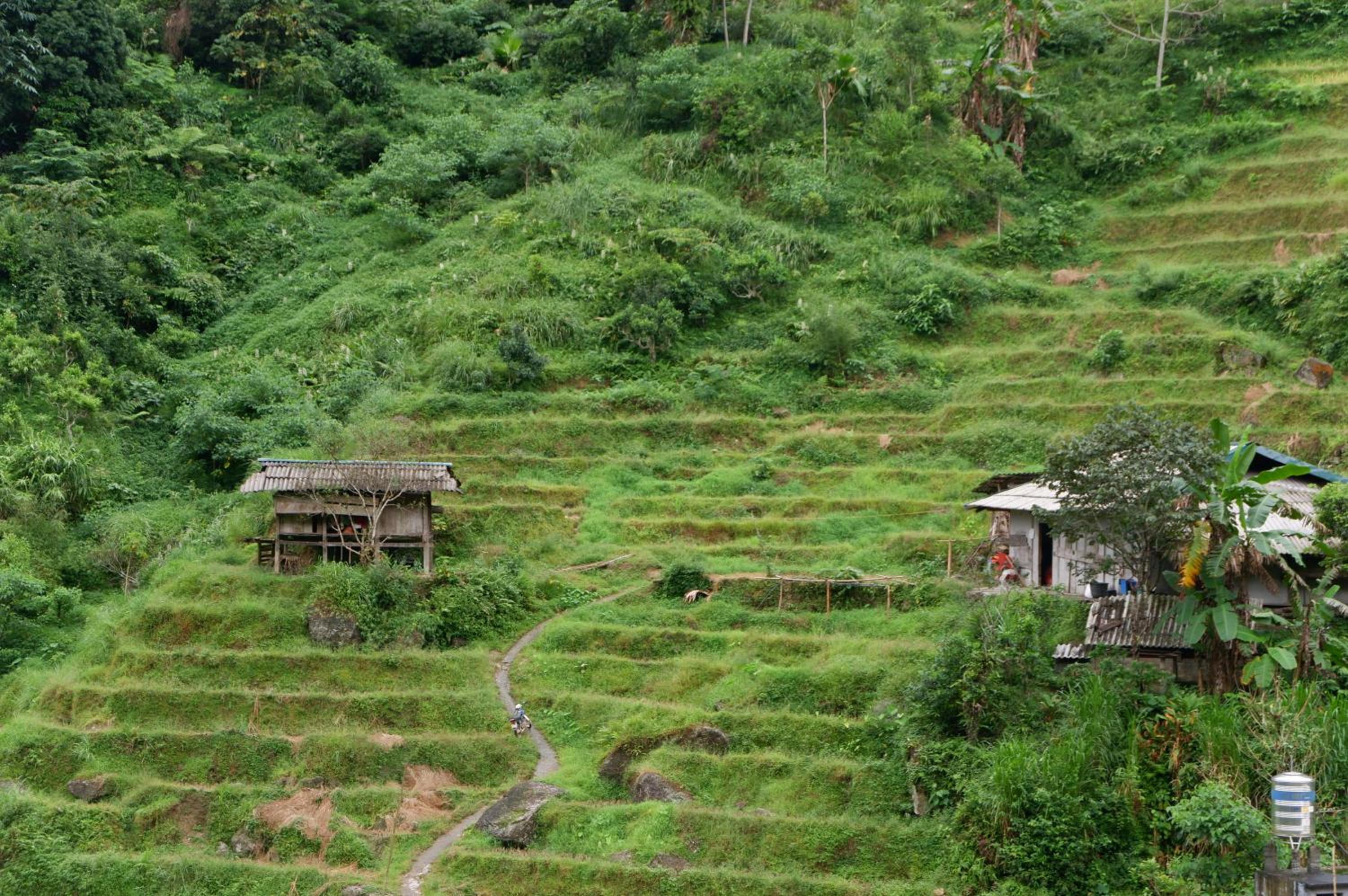 Bikki's jungle homestay