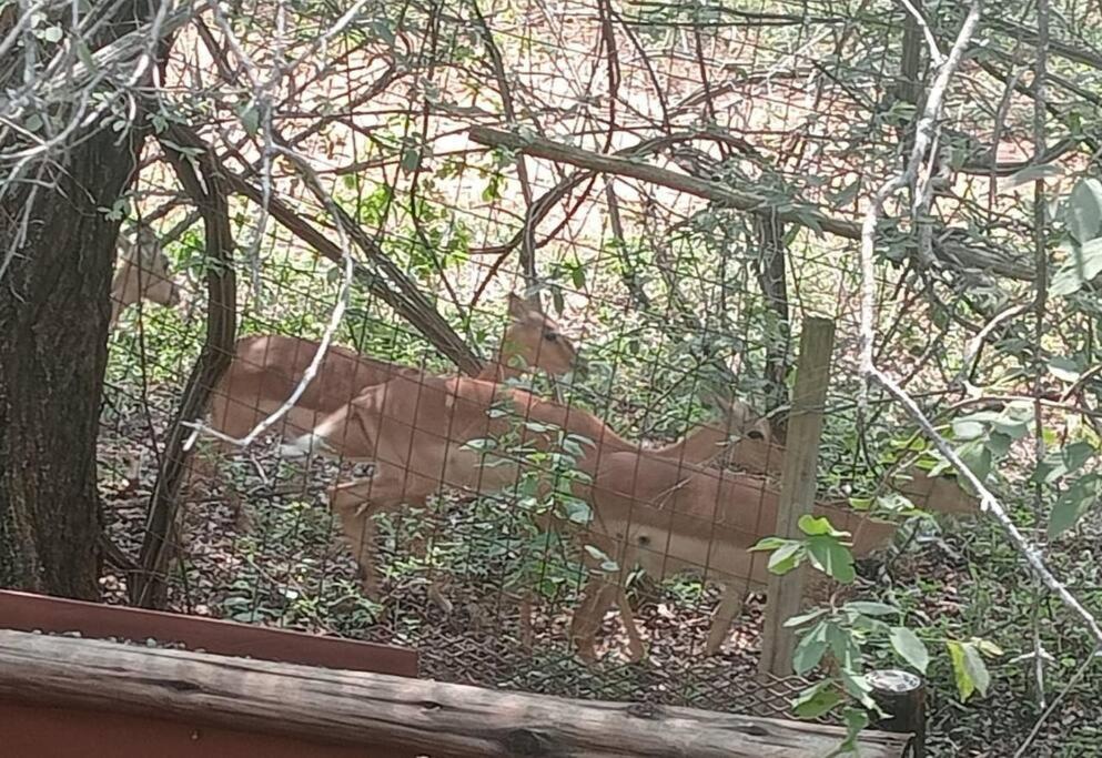 Hedgehog Cabin view 4