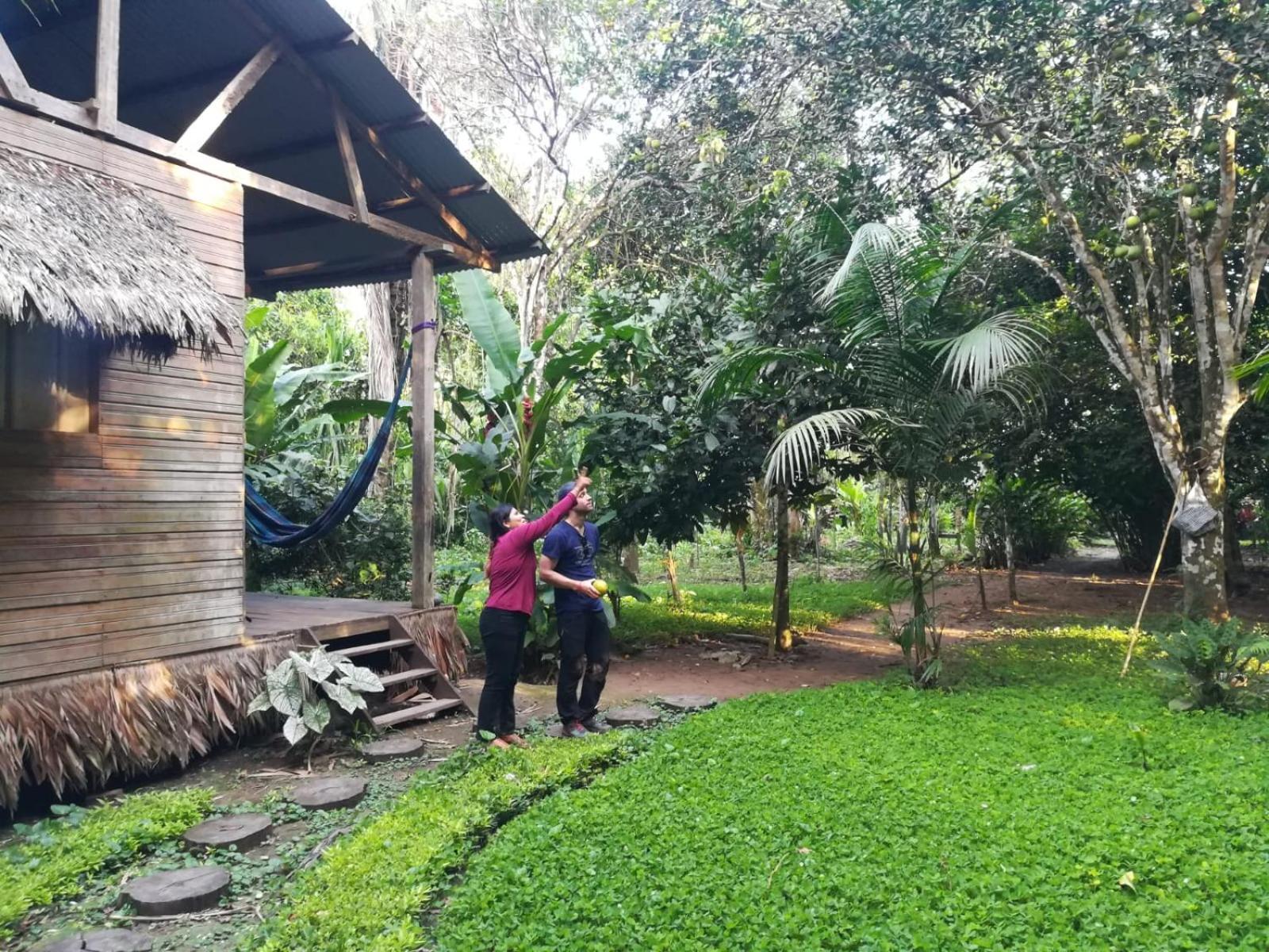 Homestay Oropendola tambopata