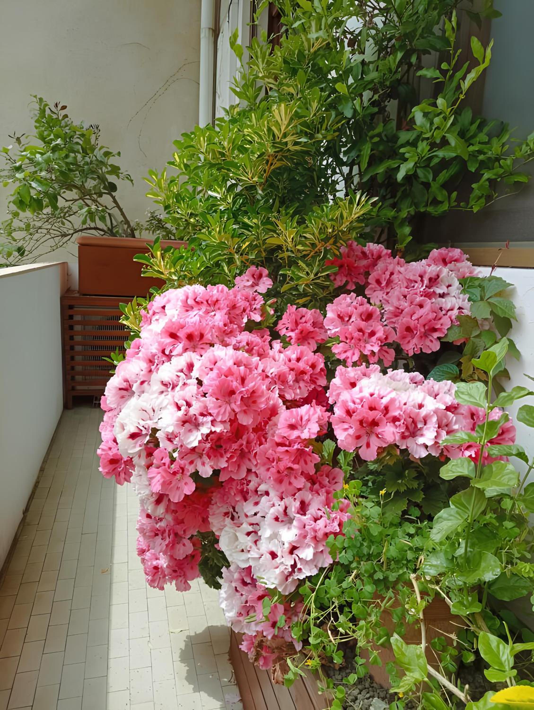 La casa dei fiori