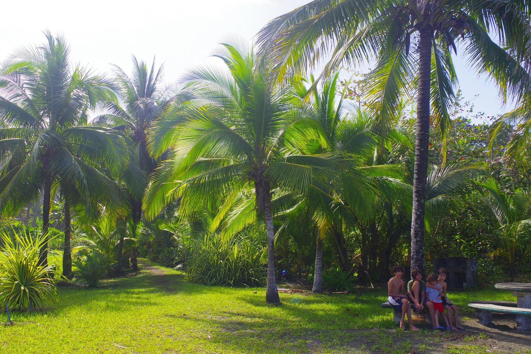 Casa Caribbean Coconut