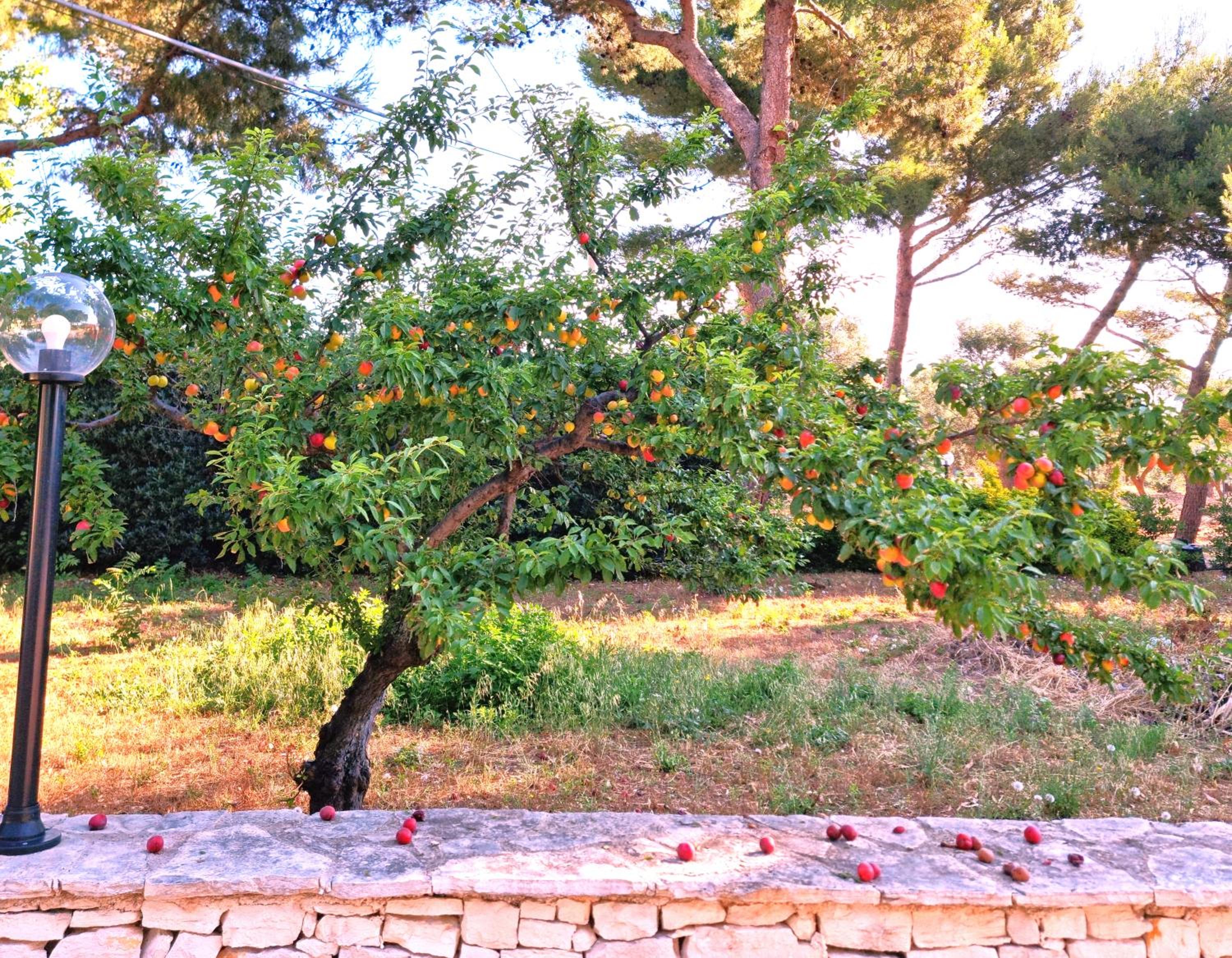 Villa Costanza