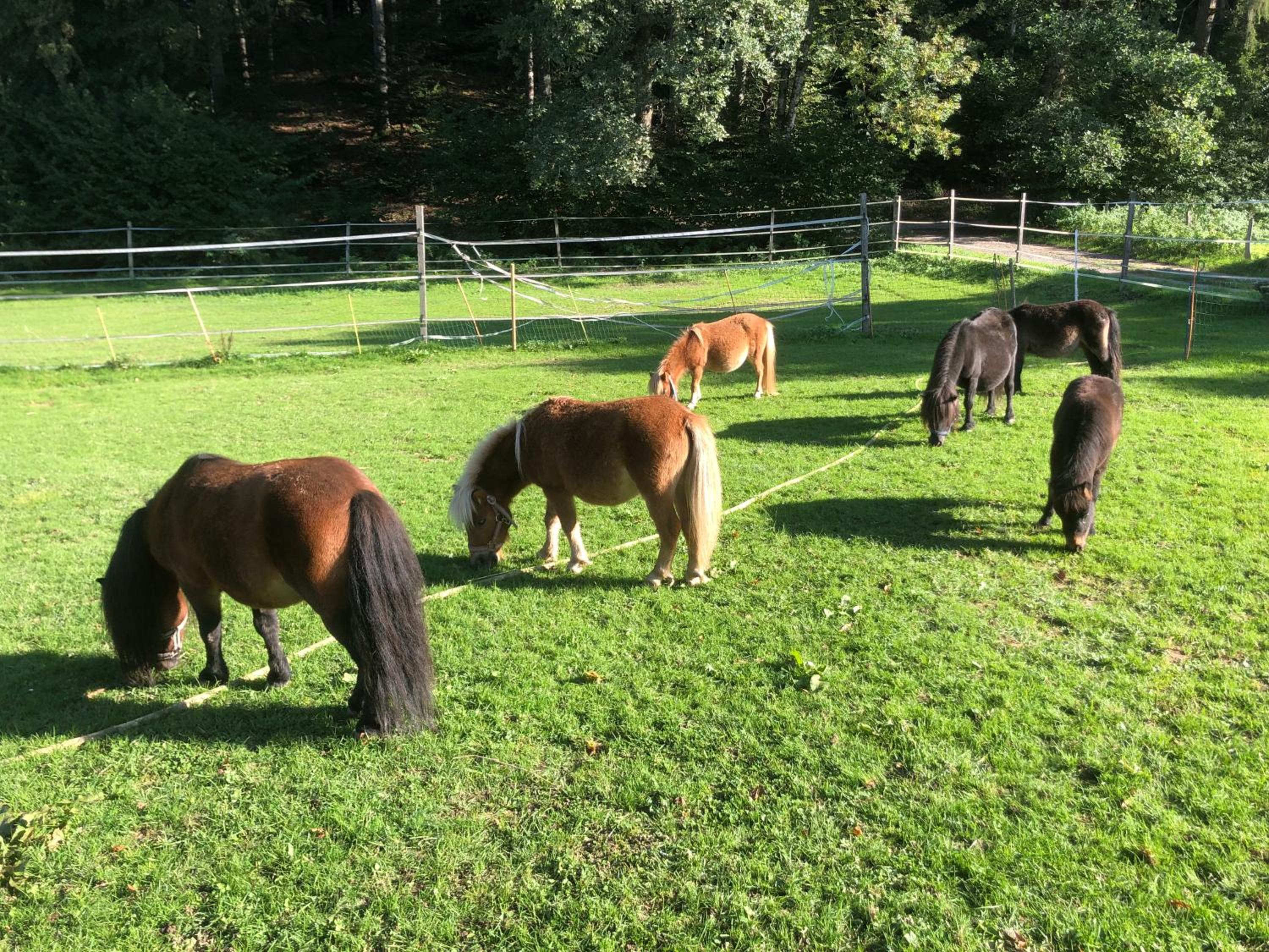 Sérénité et nature dans une ferme équestre - studio familial