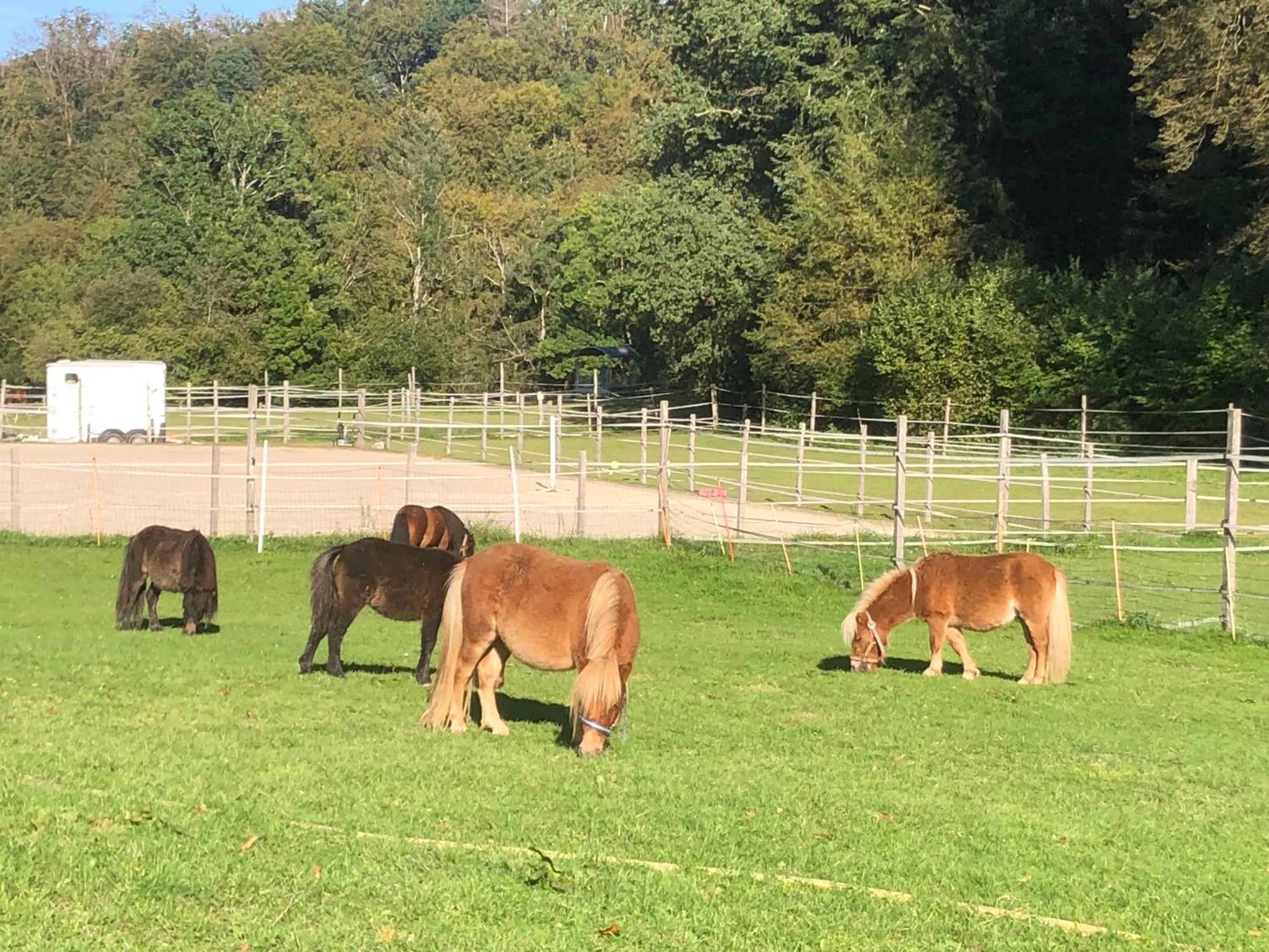 Sérénité et nature dans une ferme équestre - studio familial