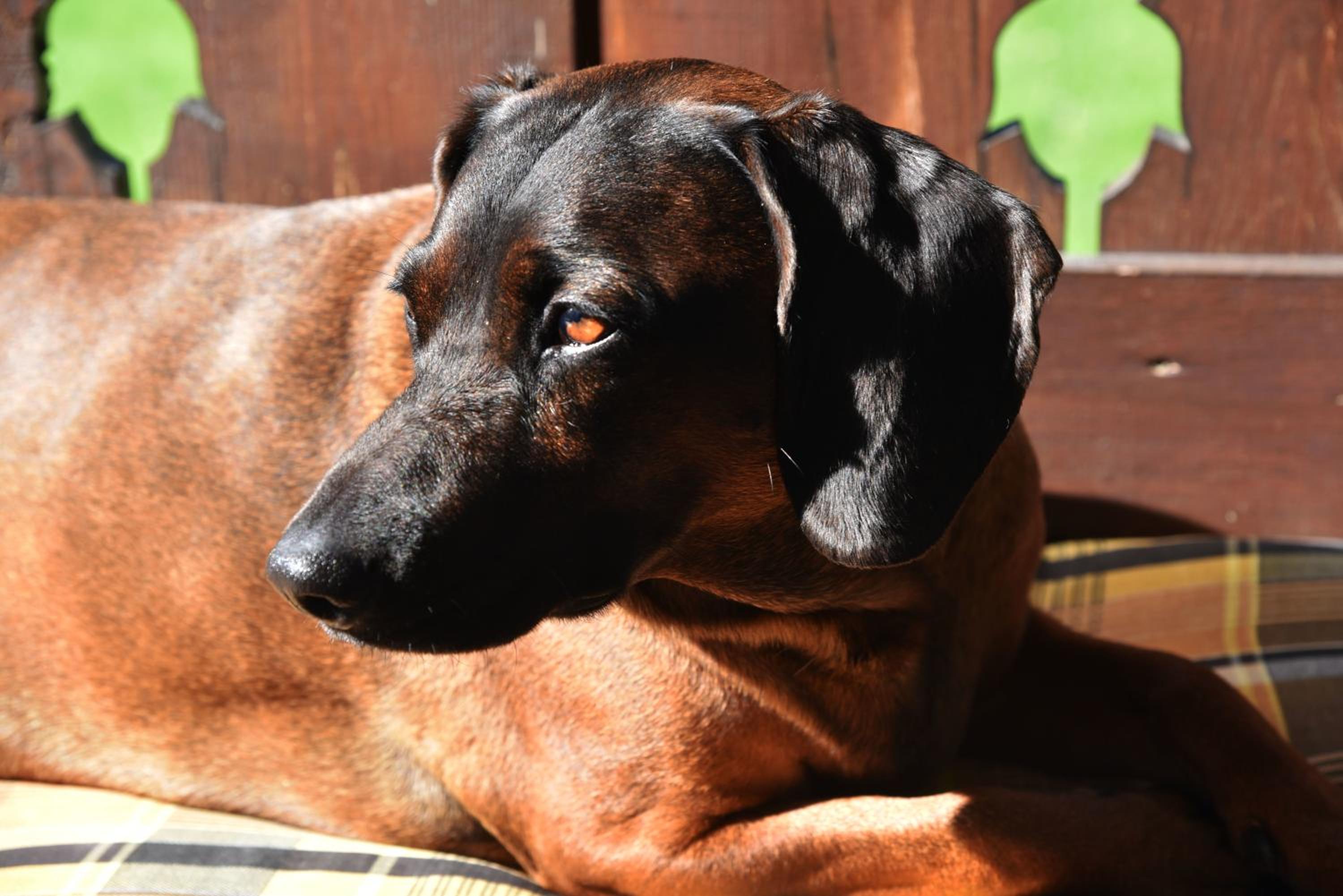 Frühstückspension Pachler