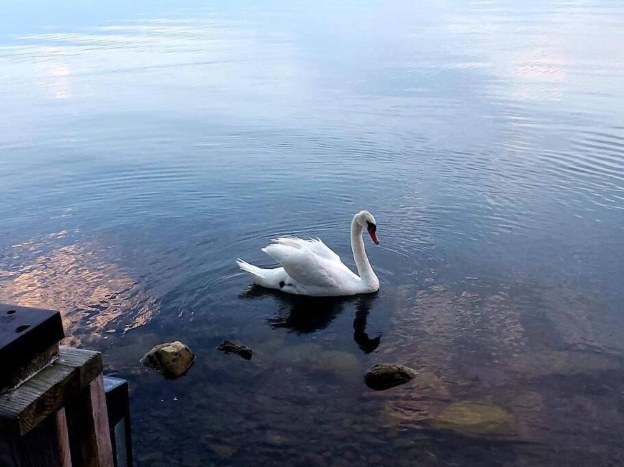West Lake Waterfront Swimming - Free Pontoon Boat!