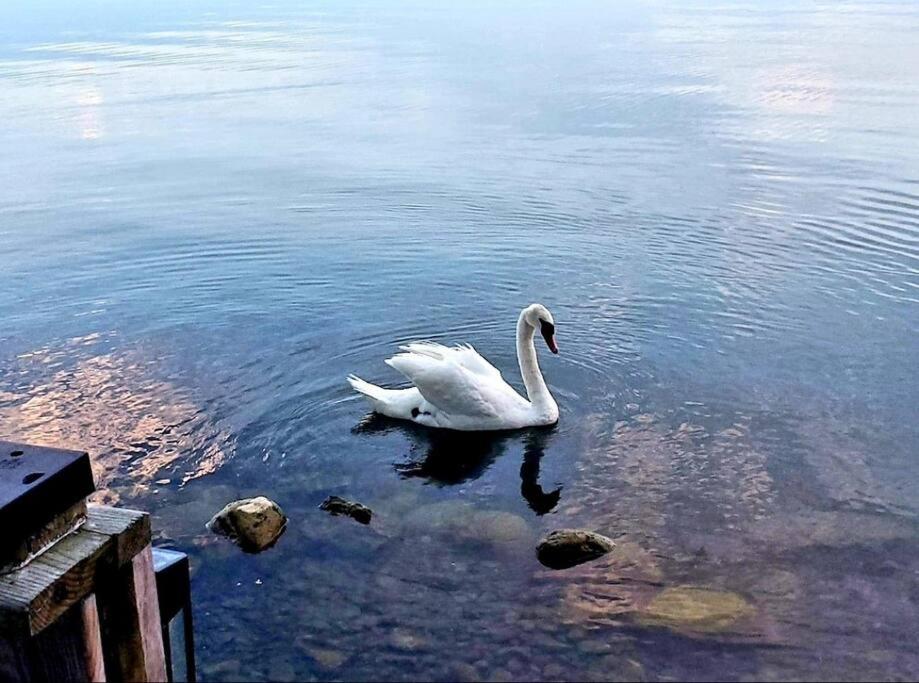 West Lake Waterfront Swimming - Free Pontoon Boat!