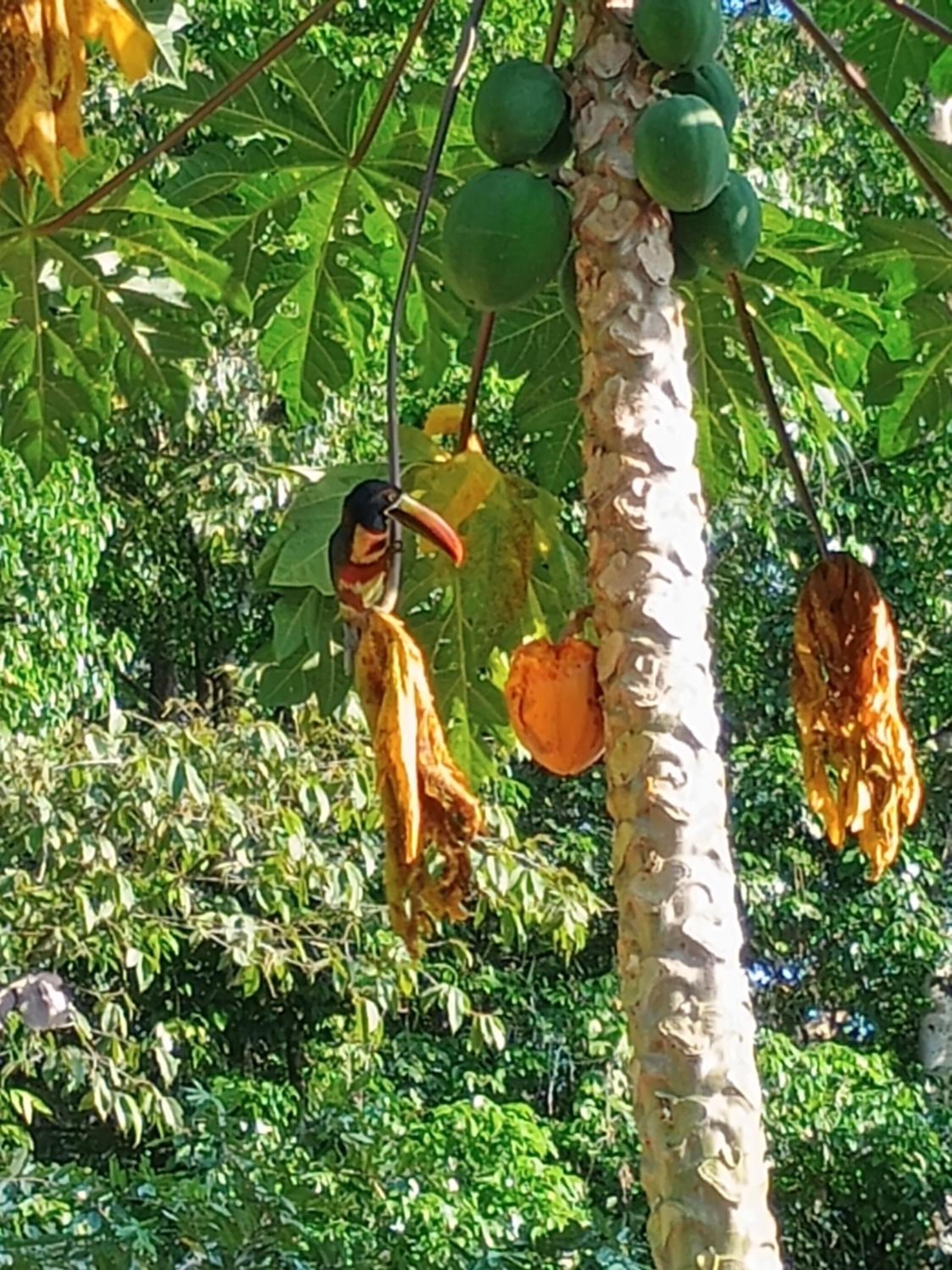 Cabinas casa Jungla