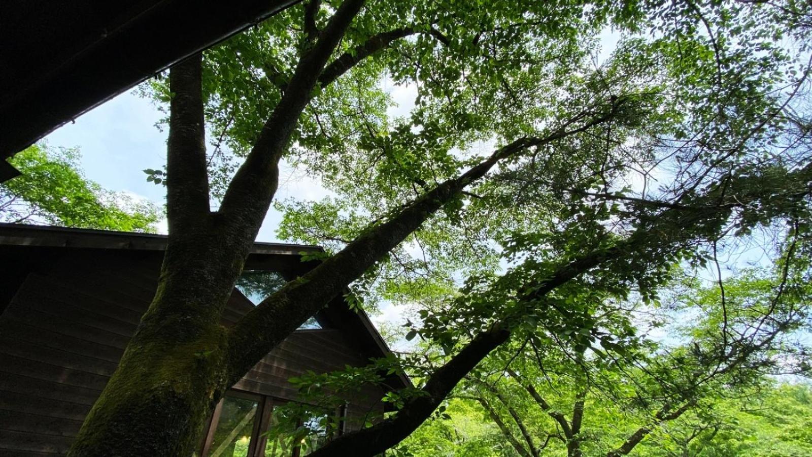 Tabino Camping Base Akiu Tree House - Vacation STAY 23967v