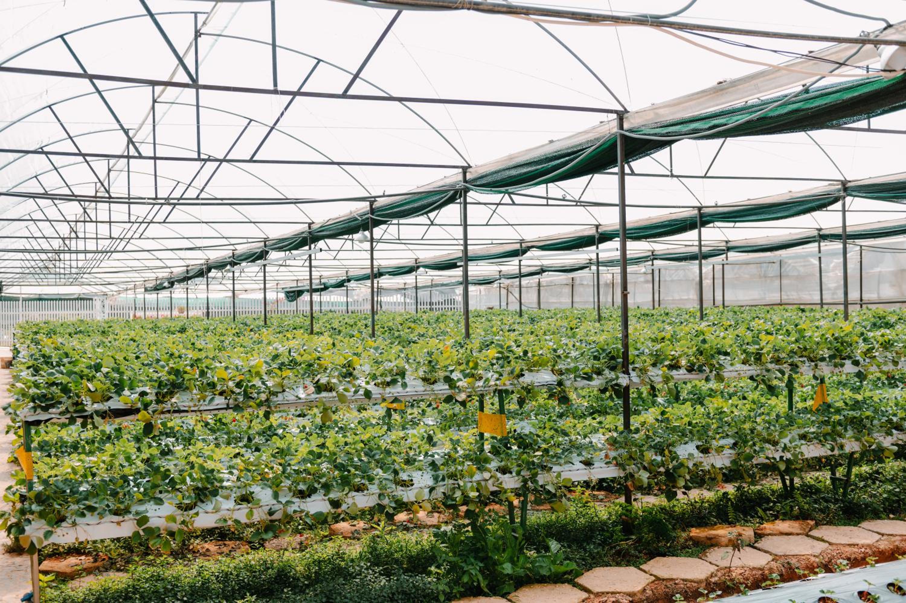 Wine Valley Homestay Dalat view 4