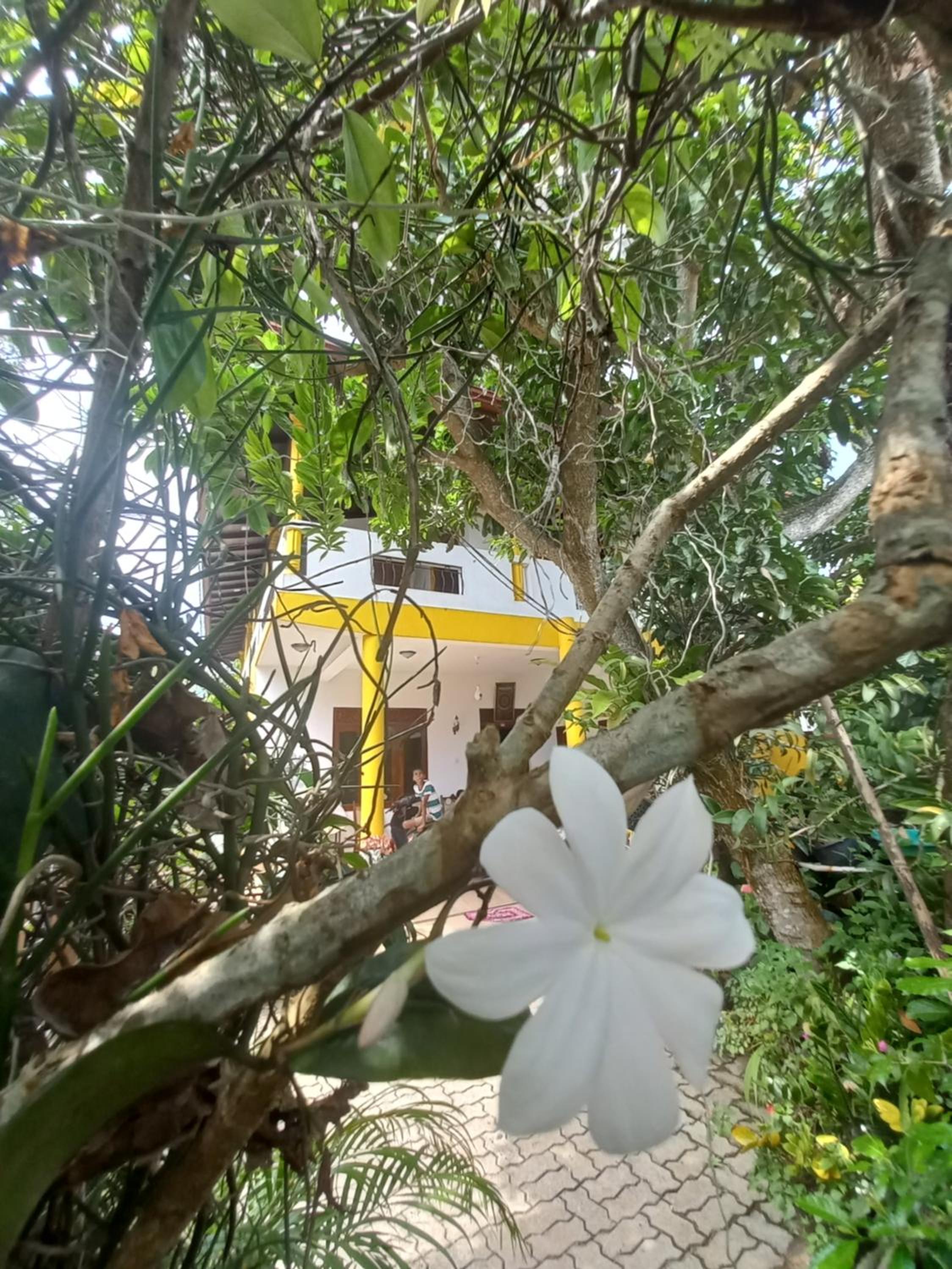 Whitetopgalle