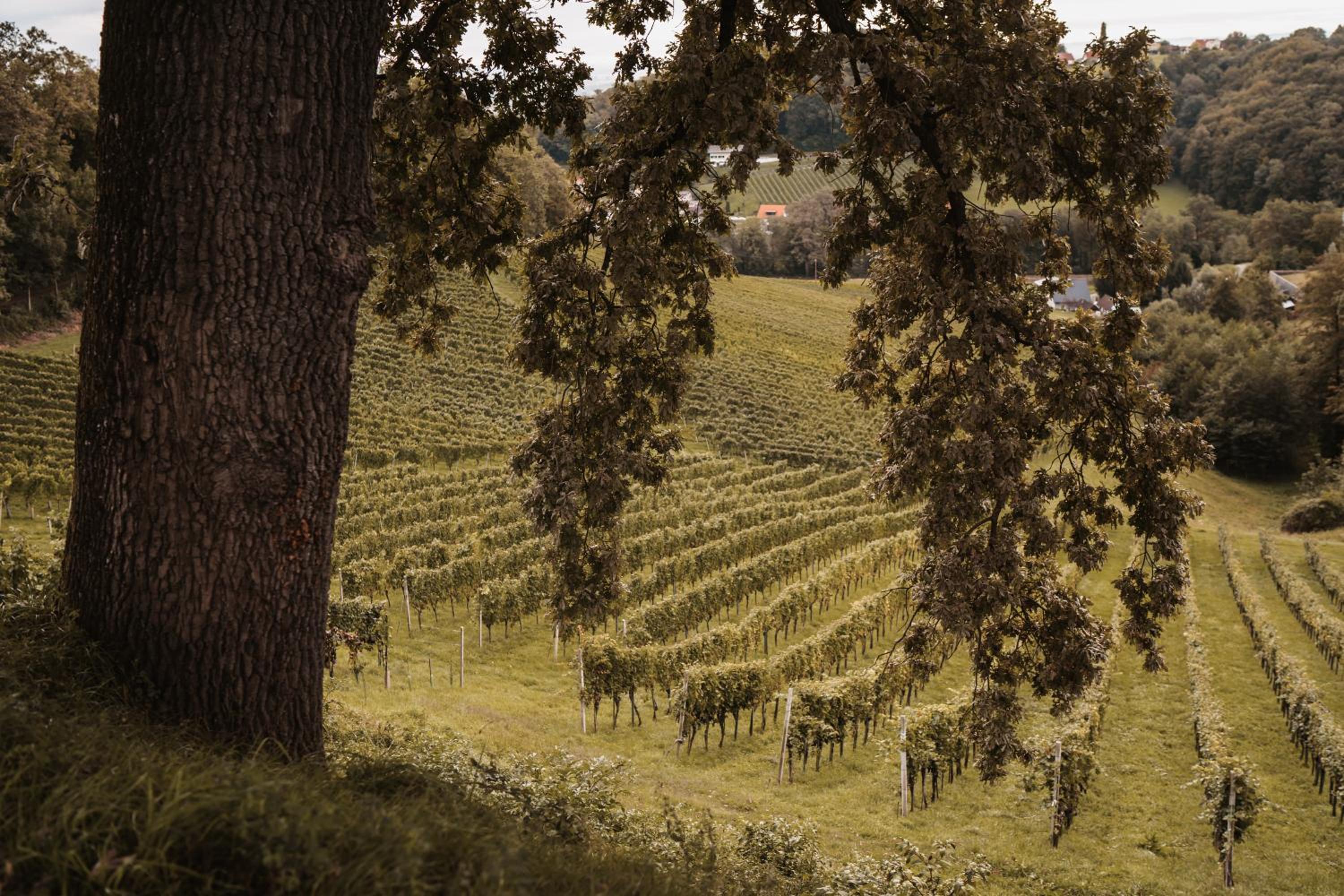 Weingut Assigal, photo 2