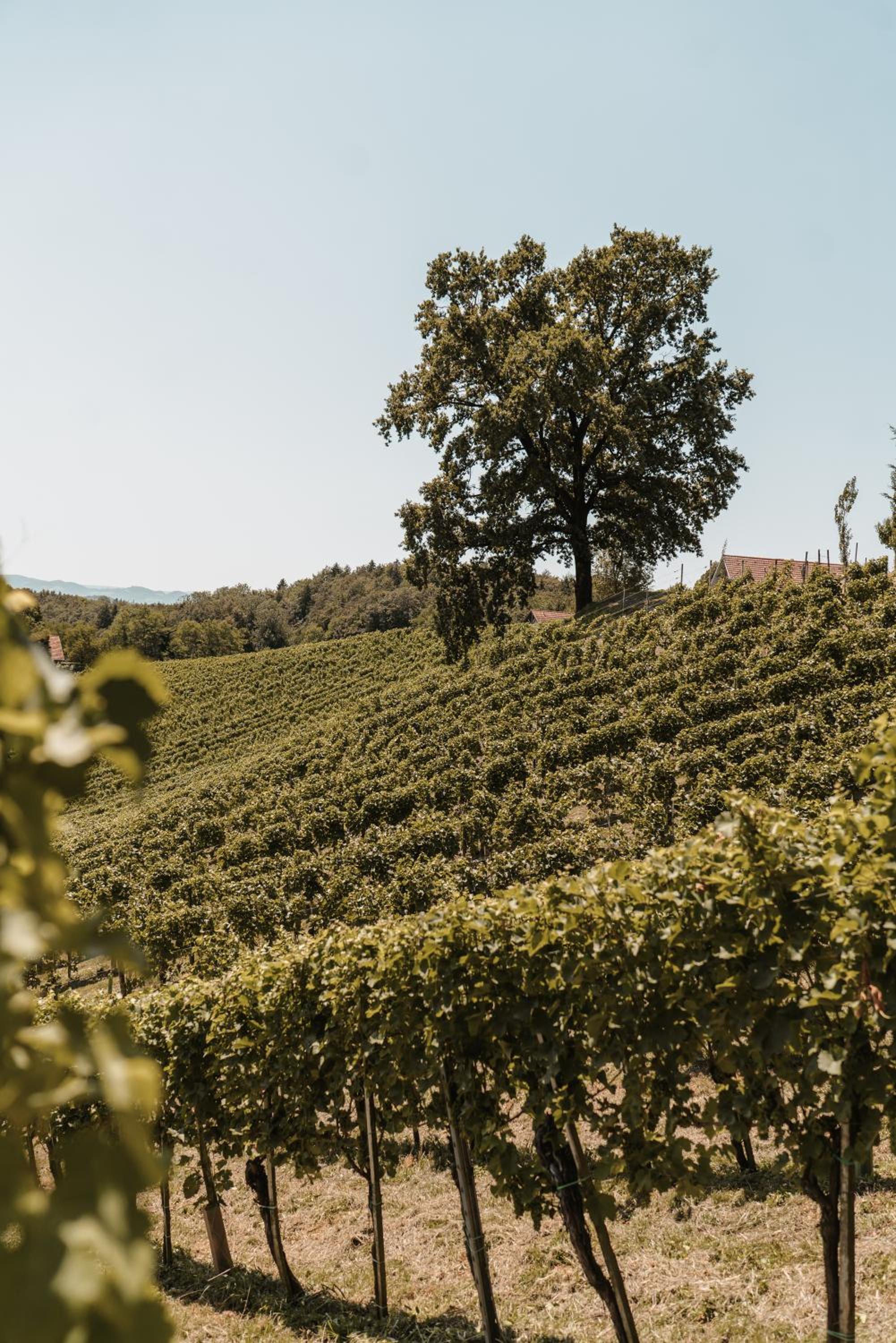 Weingut Assigal, photo 24
