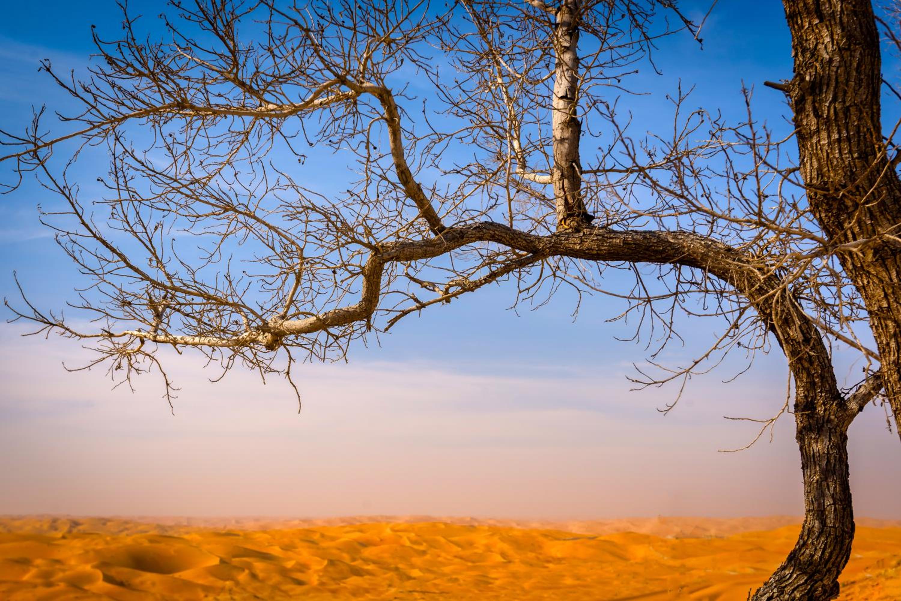 Liwa Hotel, photo 24