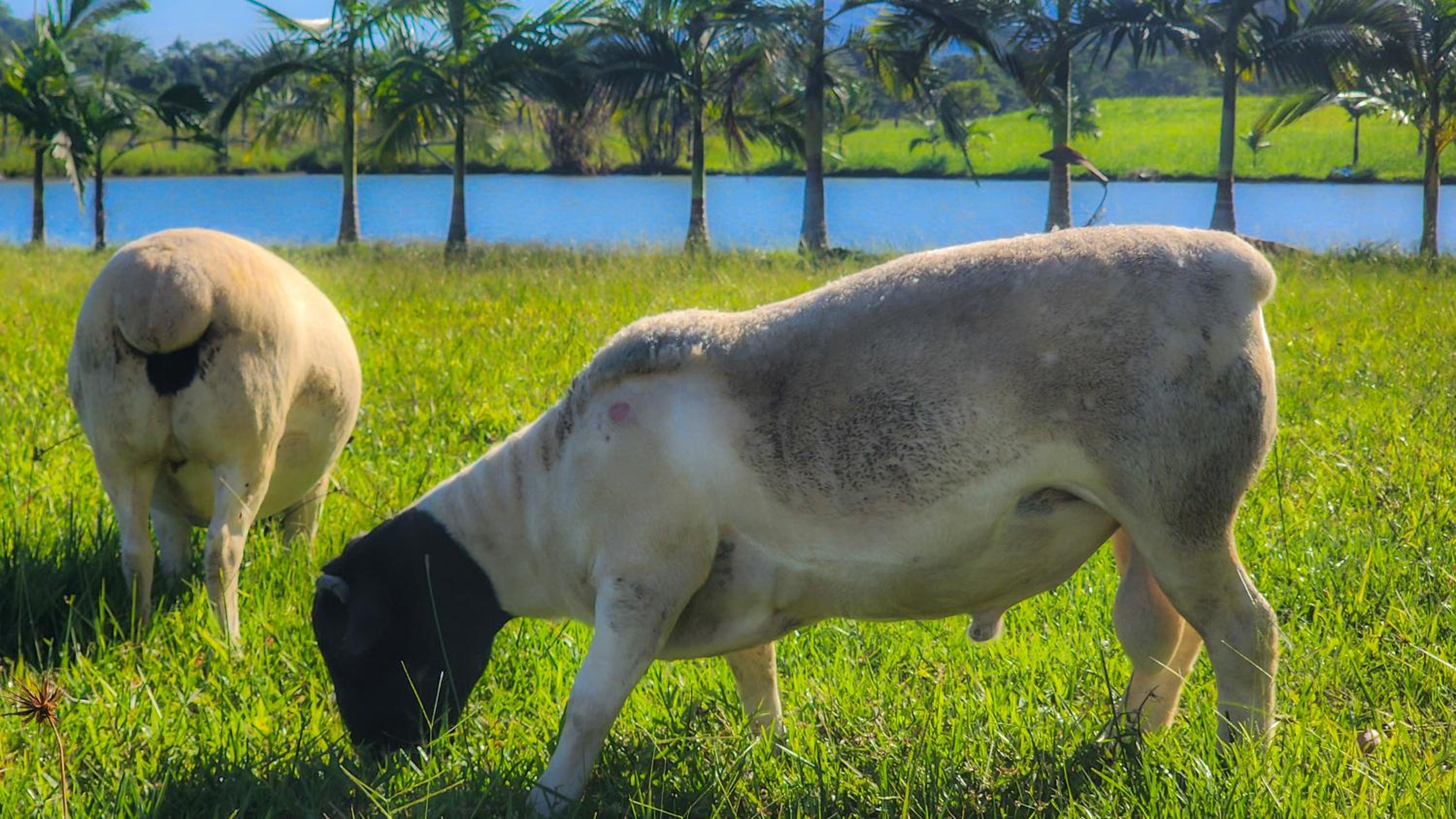Fazenda Lago do Cisne