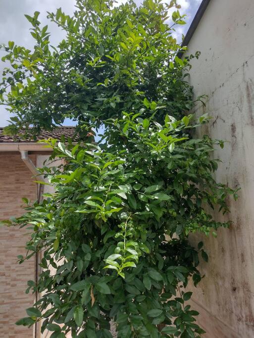 Casa dos Limoeiros a 30 metros da praia