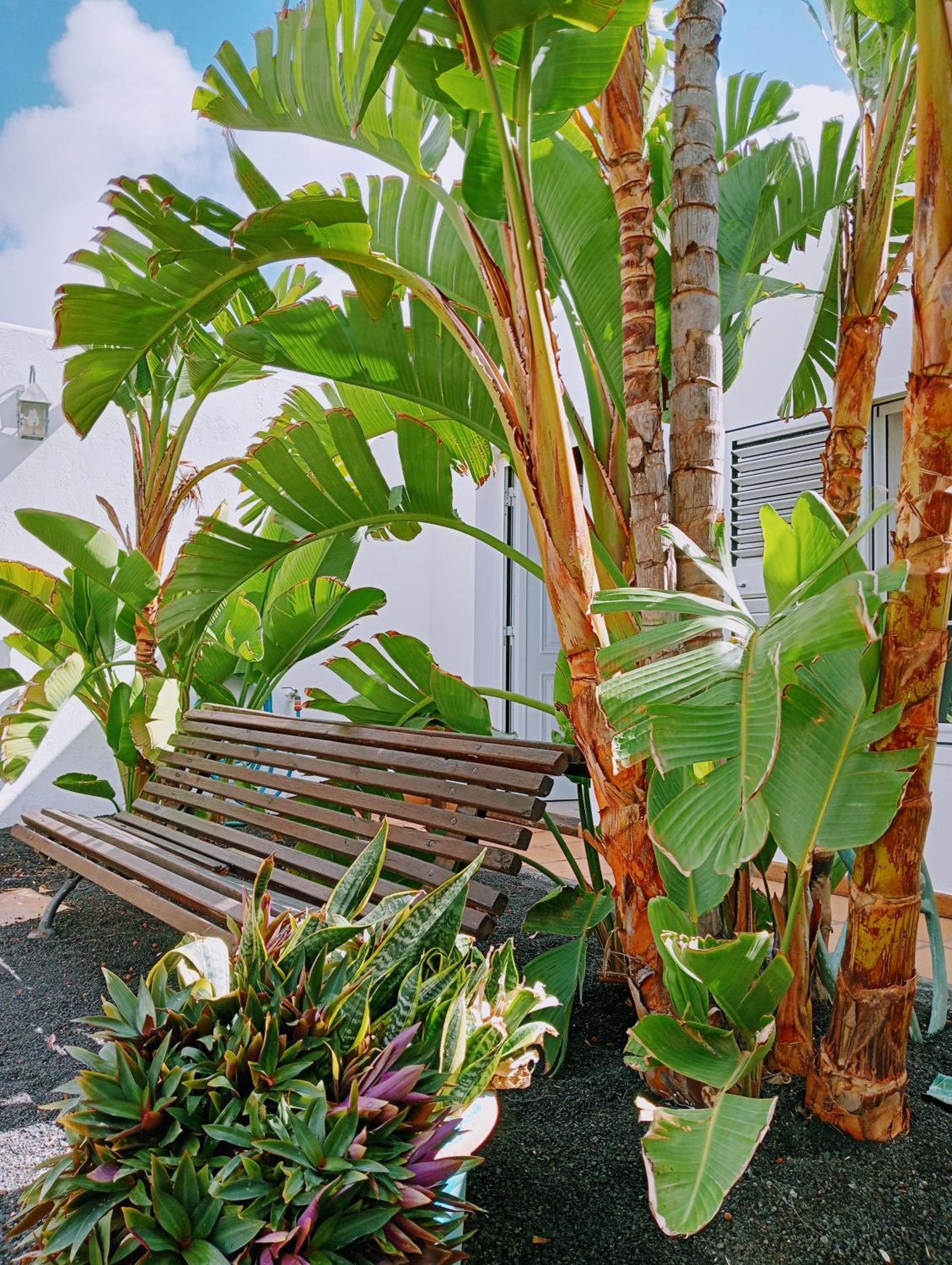 Casa Strelitzia