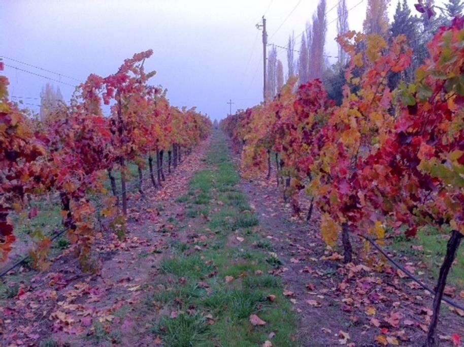 Paschal Winery - Dream 1 Cottage view 4