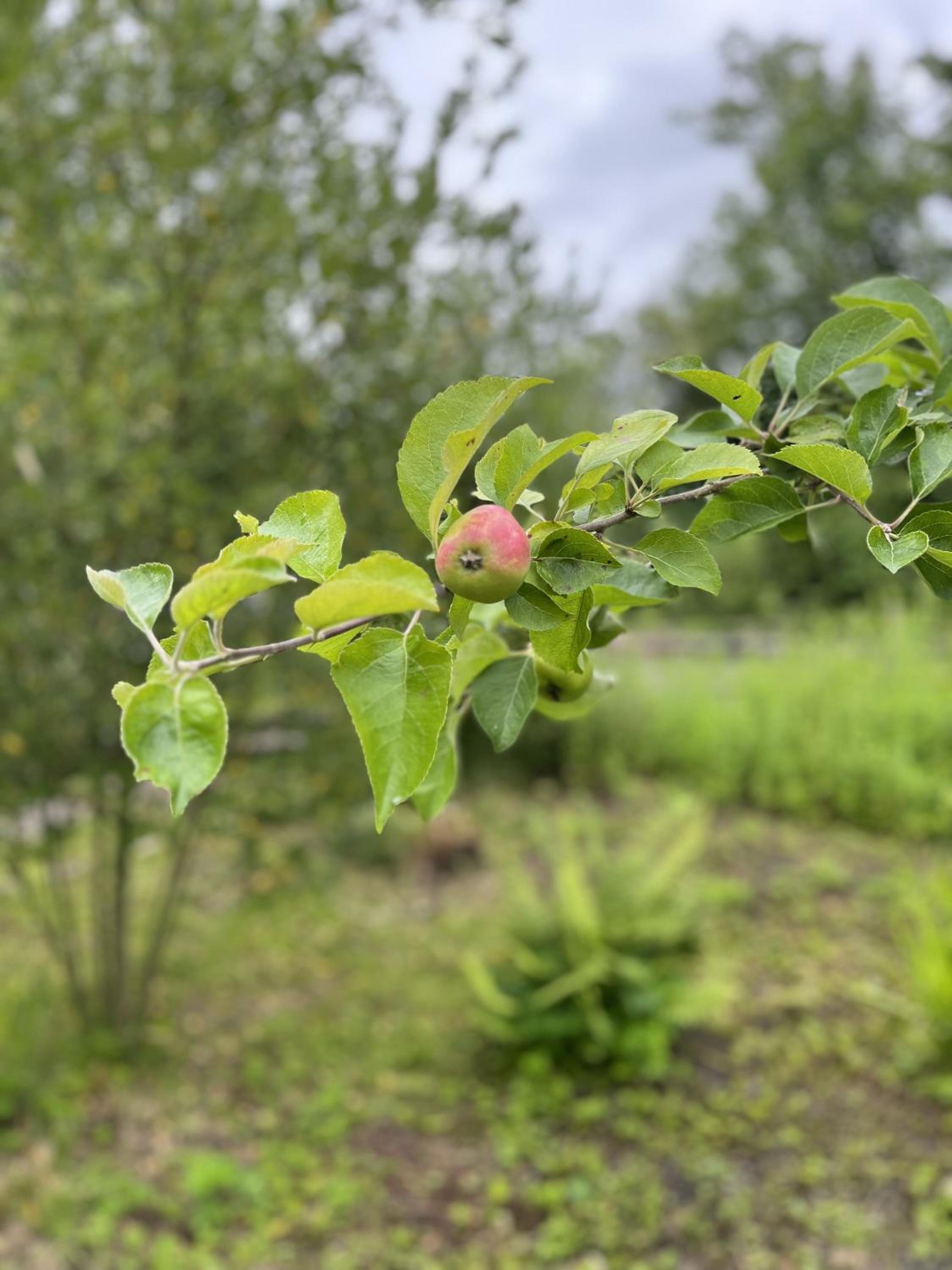 Apple Cottage