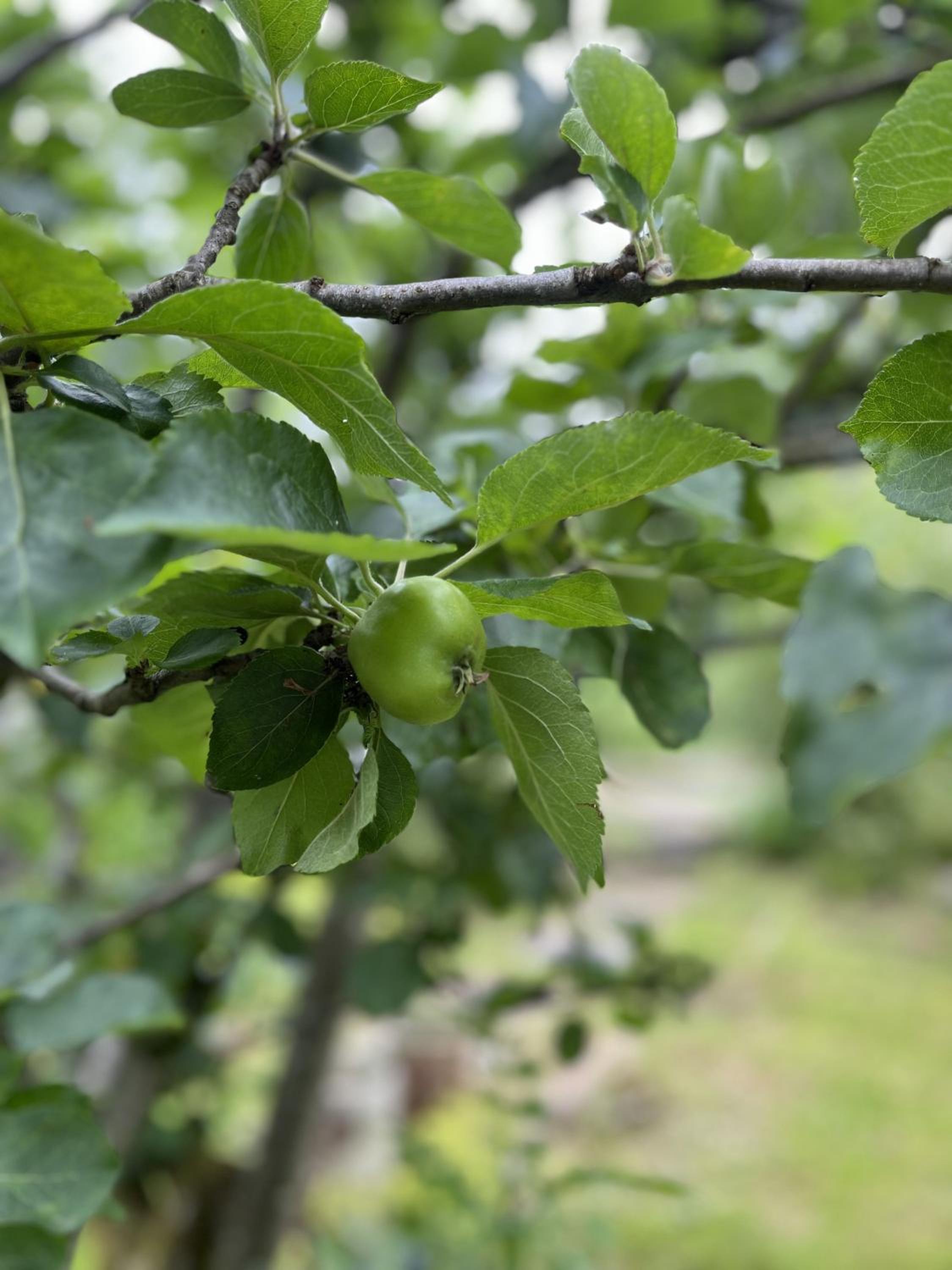 Apple Cottage